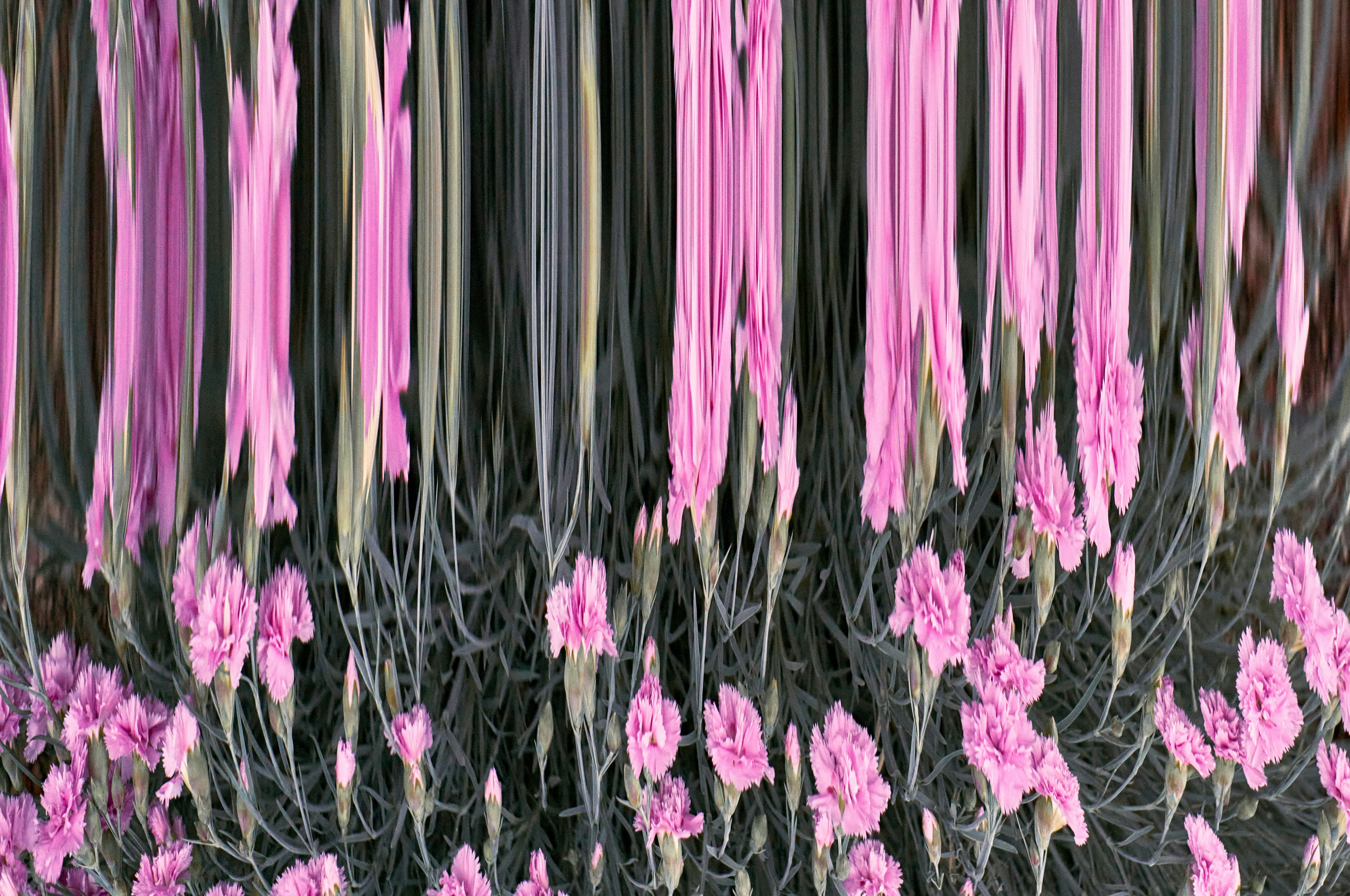 ピンクの花が咲いている植物の群れと背景のストライプ模様