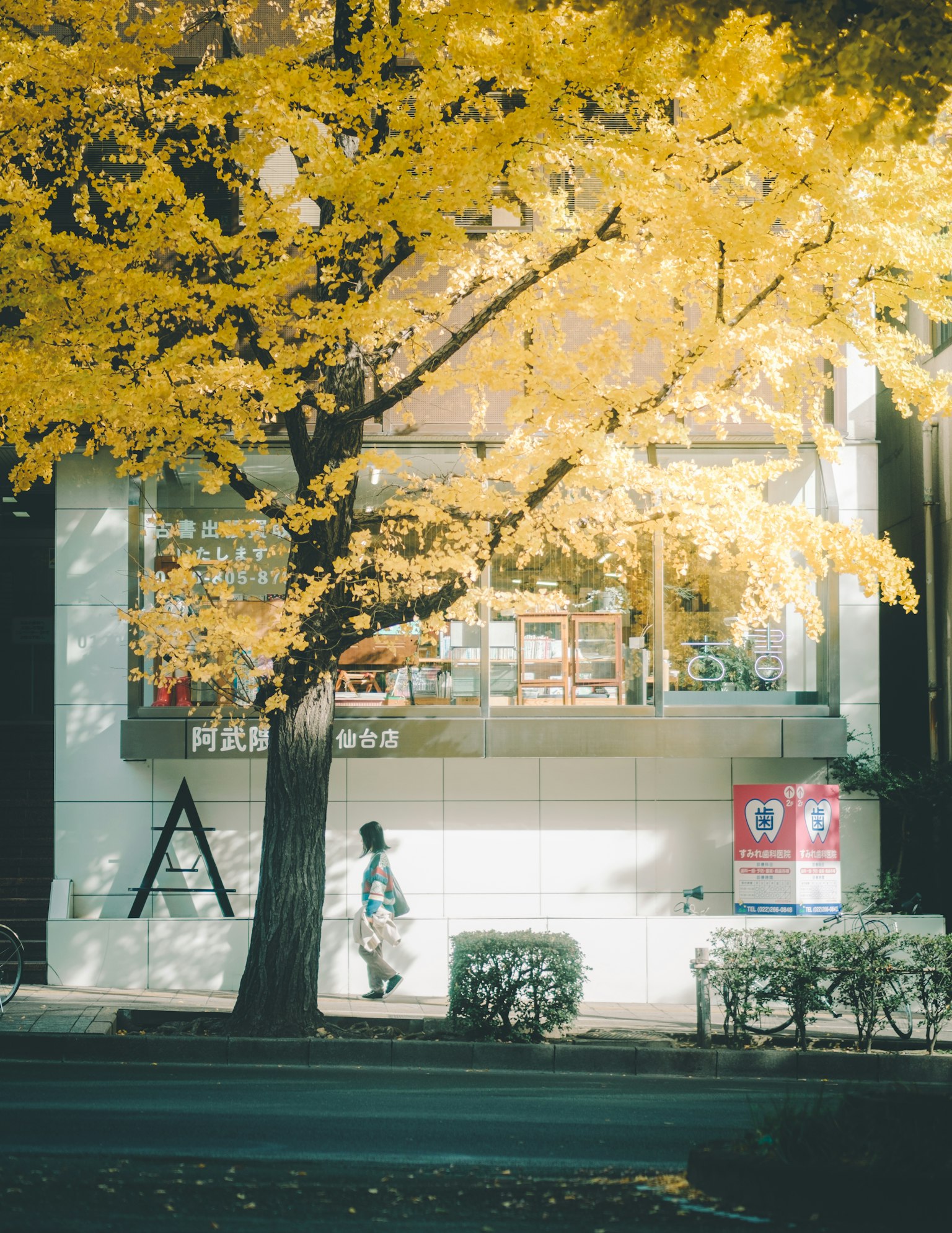 街景，展示了一棵黄叶的大树和一位在其下行走的人