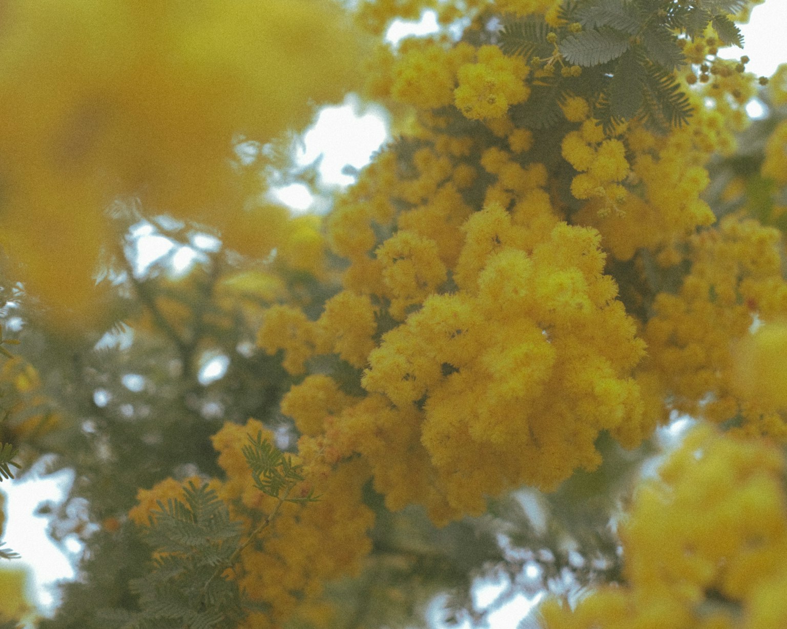Close-up of a tree with bright yellow flowers