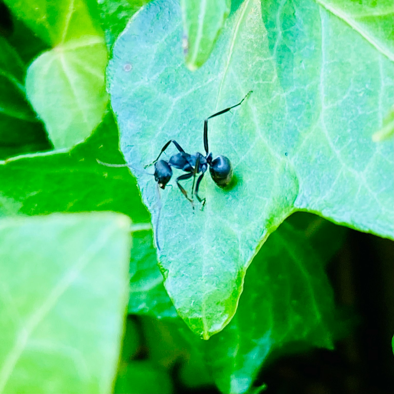 Gros plan d'une fourmi noire sur une feuille