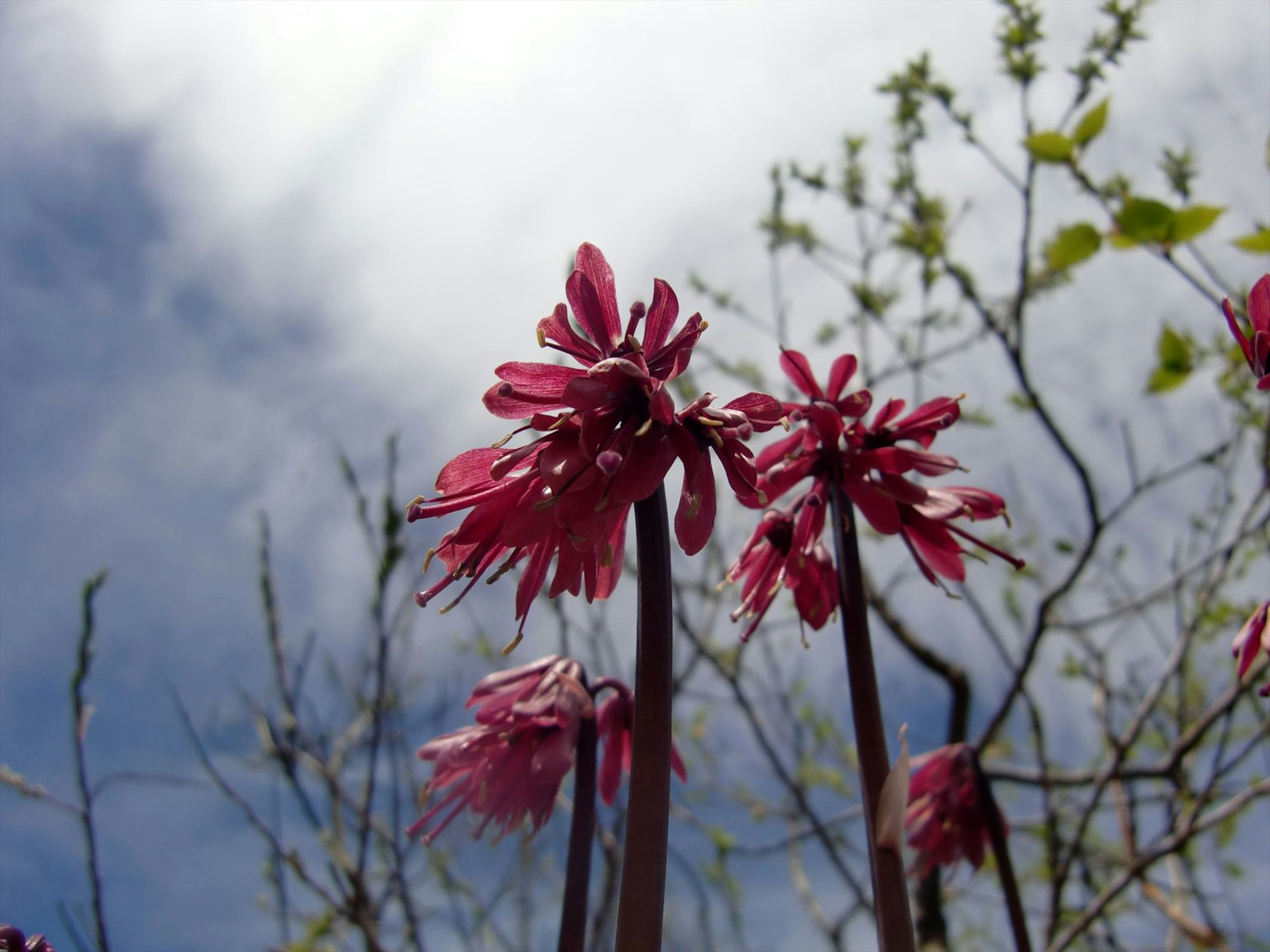 Close-up of pink flowers under a blue sky