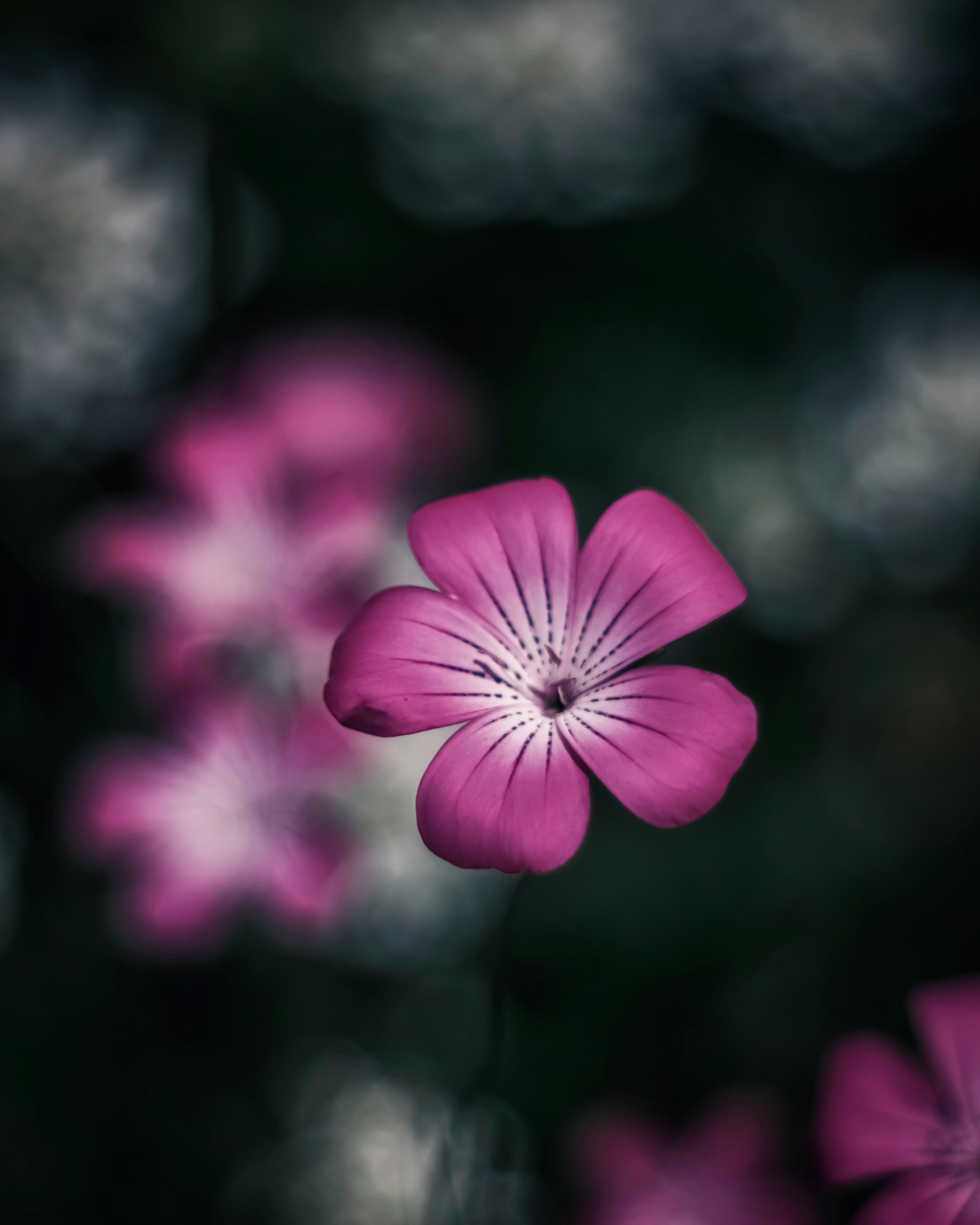 Flor rosa vibrante sobre fondo oscuro