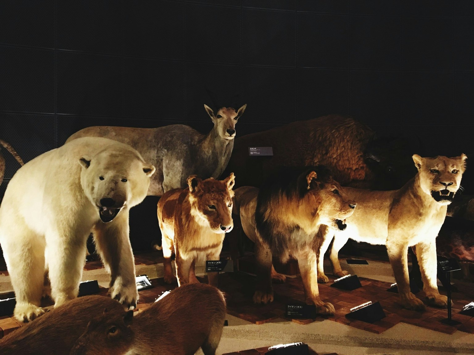 Display of taxidermied polar bears and lions in a dimly lit setting