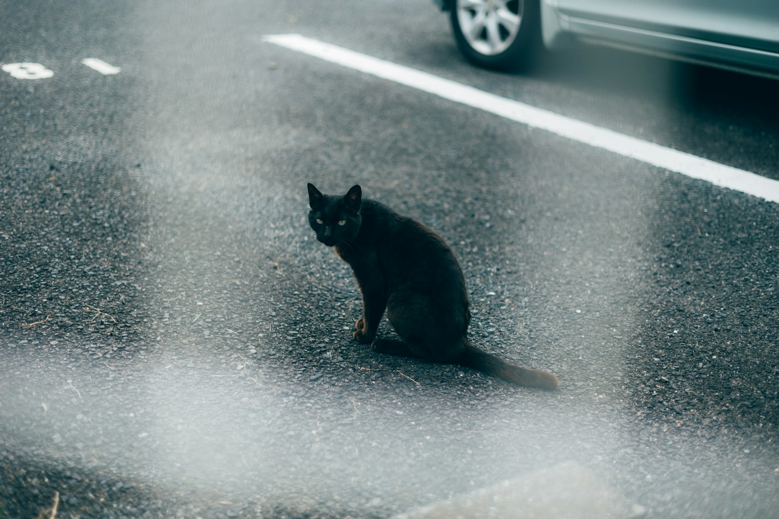 A black cat sitting on the roadside with a car in the background