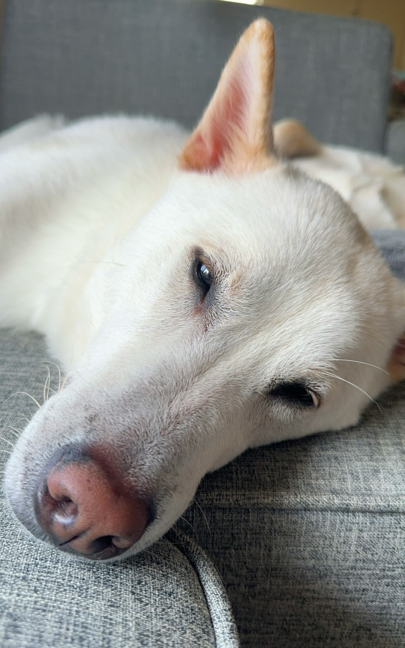 Un cane bianco sdraiato su un divano