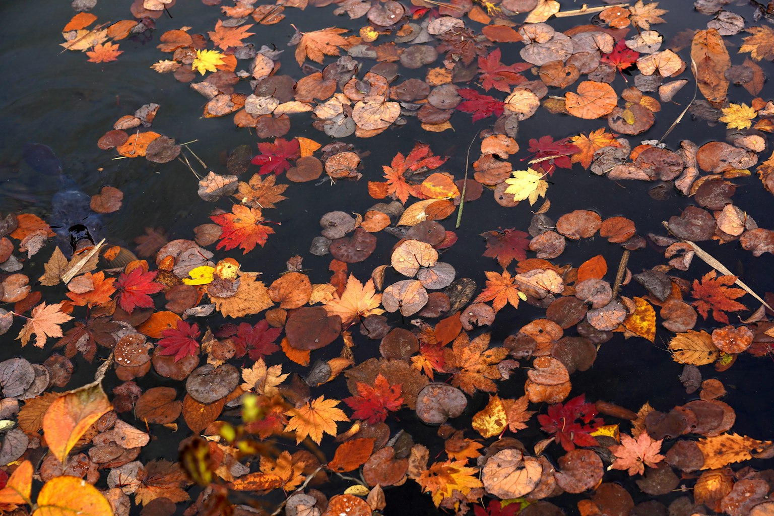 Colorful autumn leaves floating on the water surface
