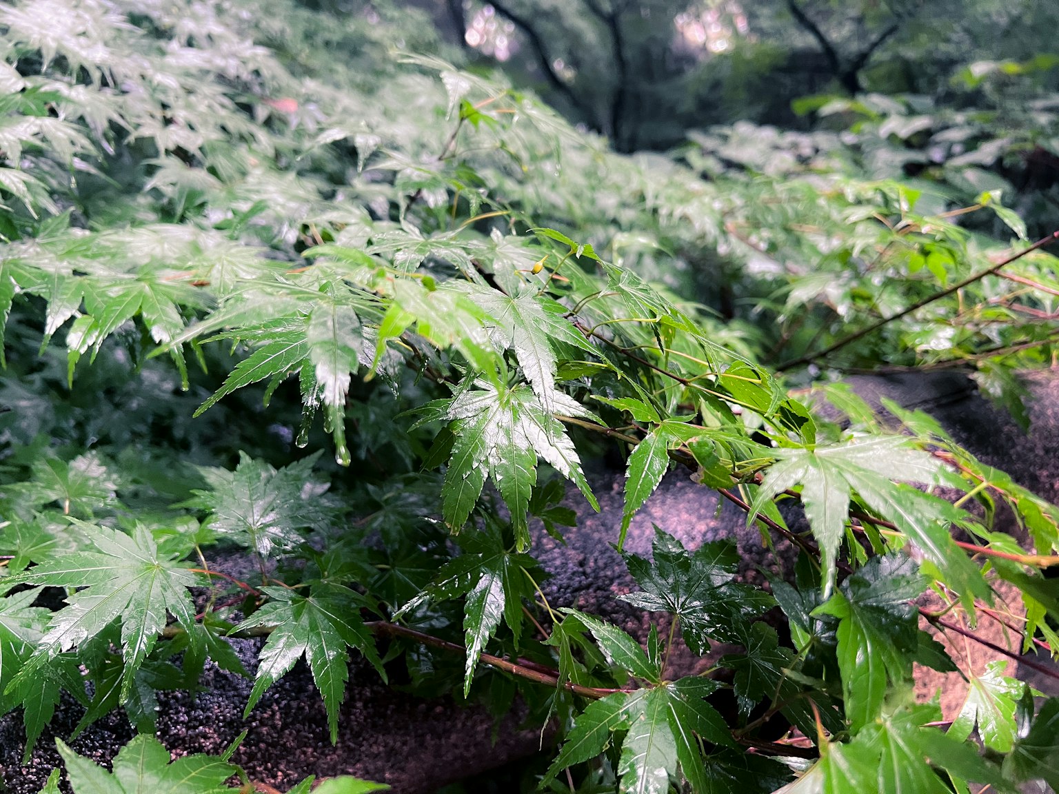 濕潤地面背景的豐盛綠色葉子特寫