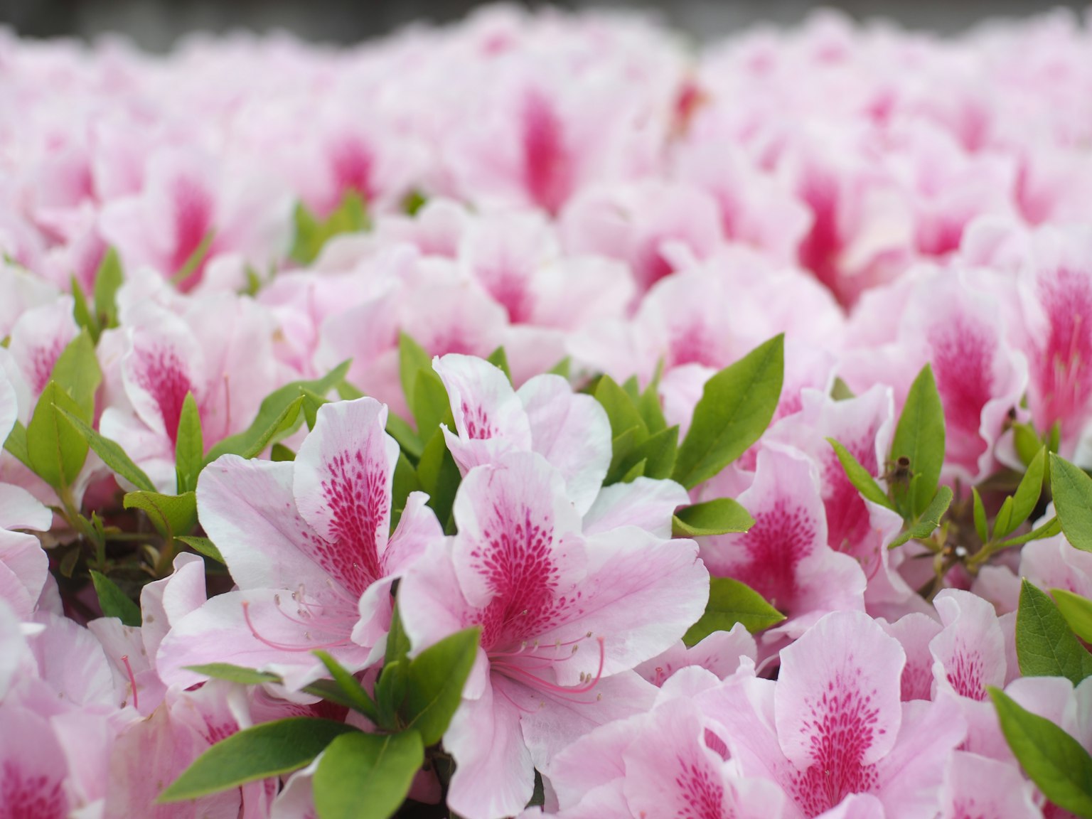 Sekelompok bunga azalea dengan kelopak merah muda dan daun hijau