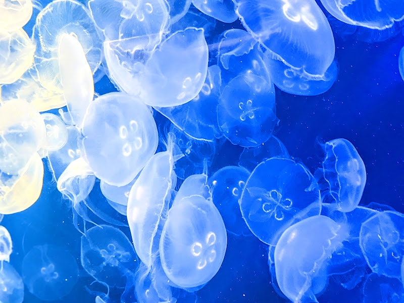 underwater close-up of a cluster of blue jellyfish