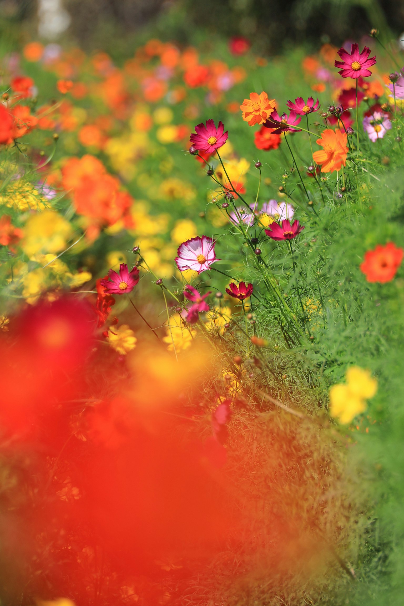 Fiori vivaci che fioriscono in un campo verde lussureggiante