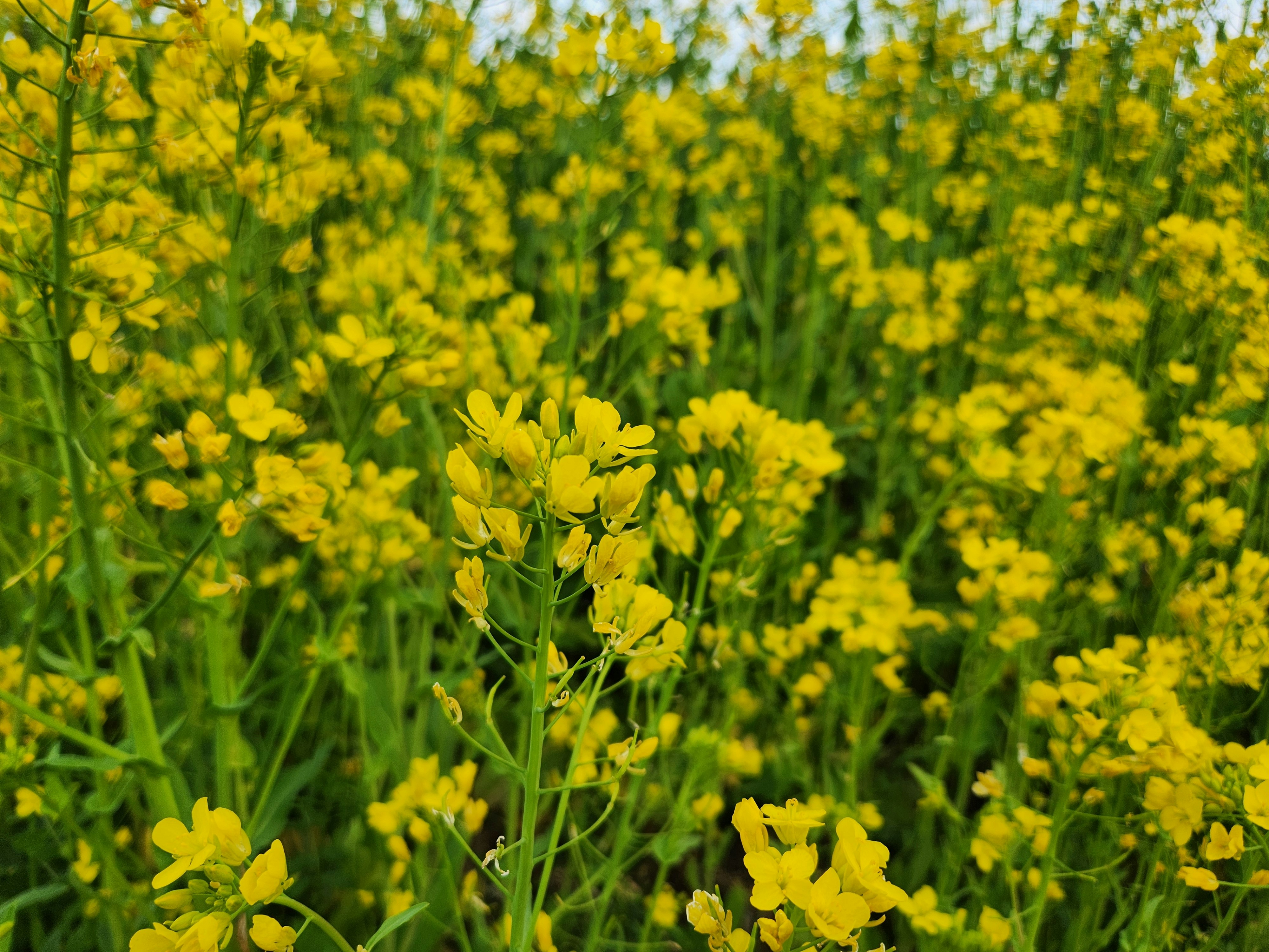 菜の花が広がる春の花畑