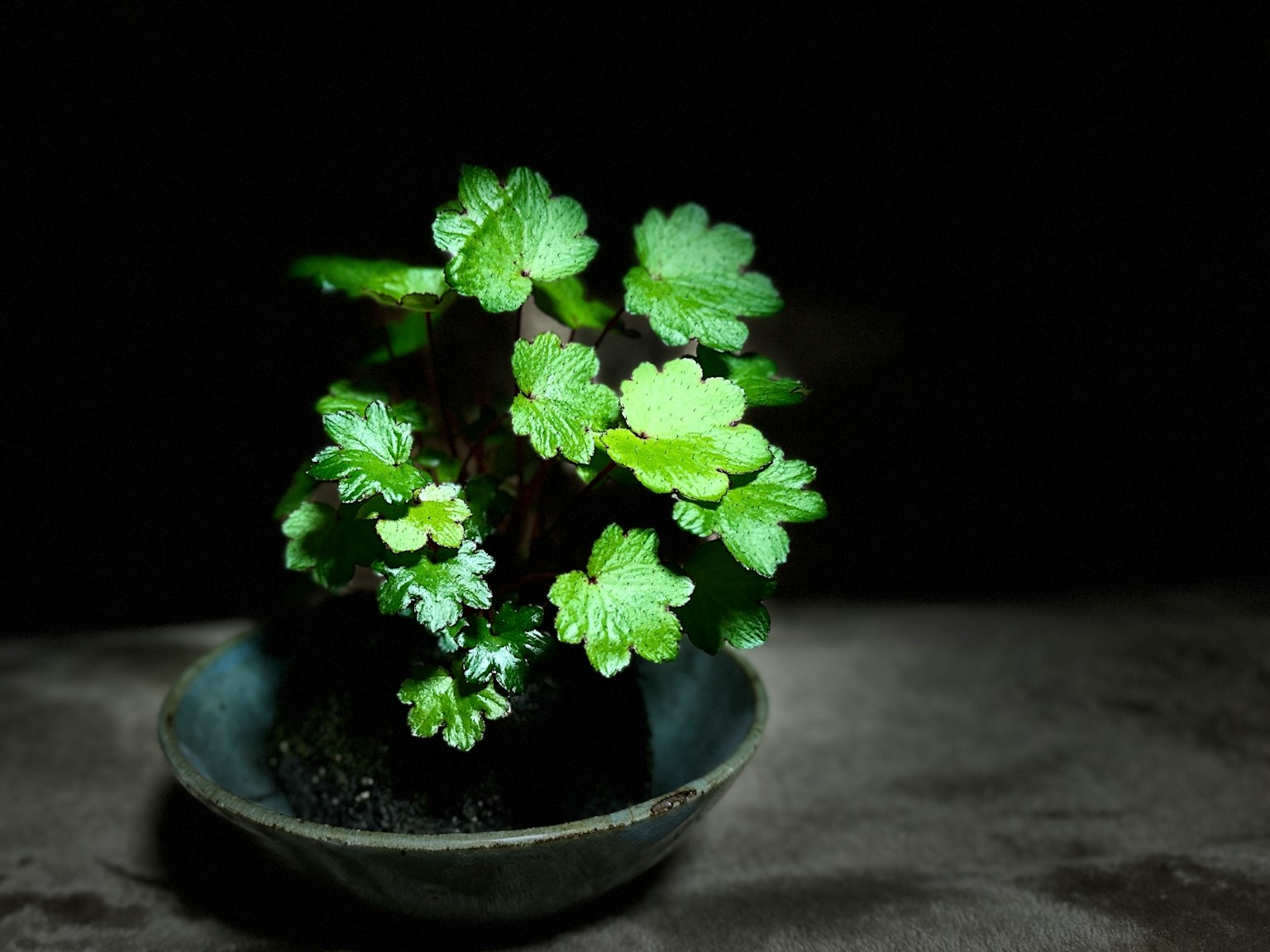 Piccola pianta in vaso con foglie verdi vibranti su sfondo scuro