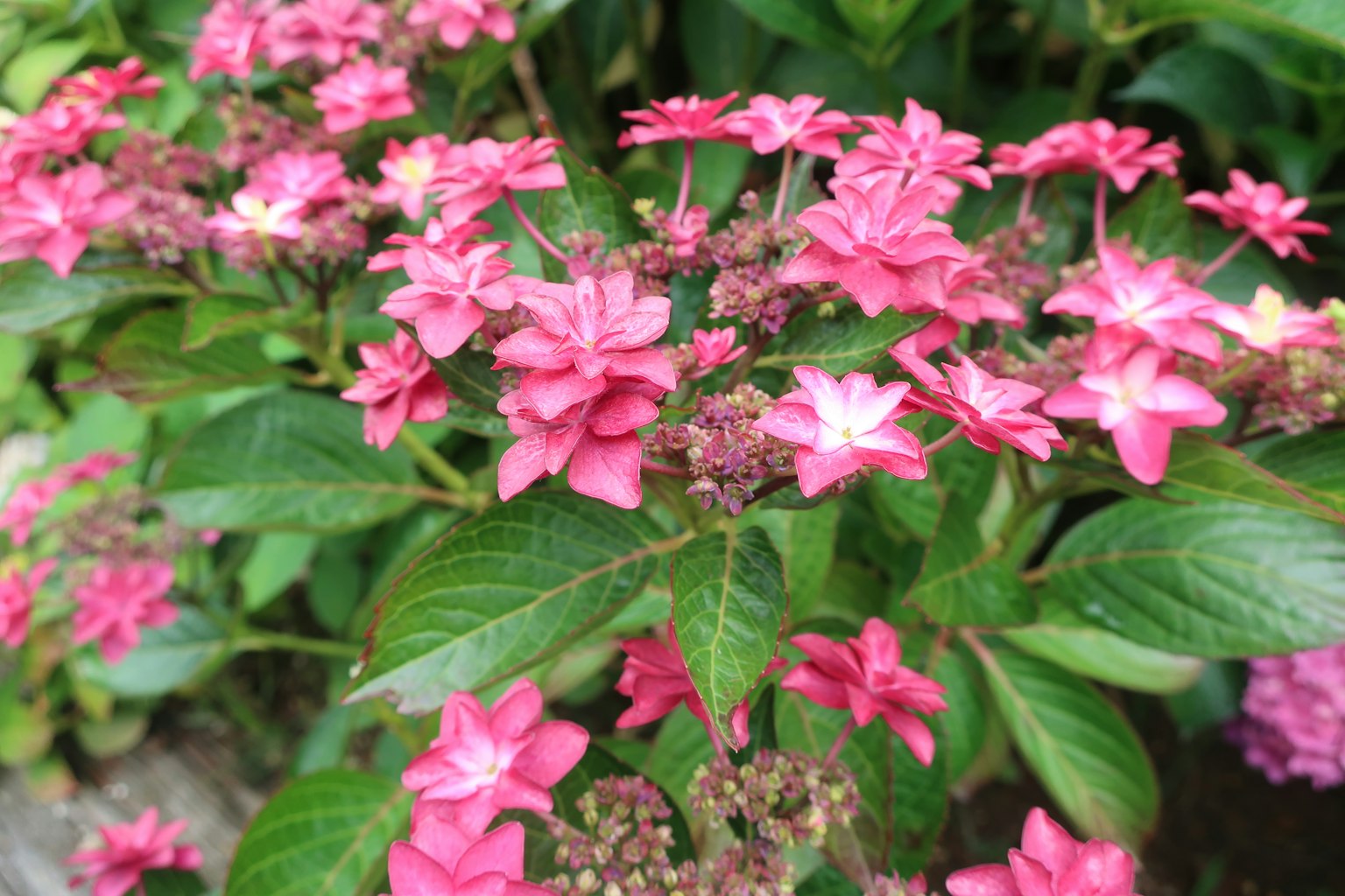 Gros plan d'une plante avec des fleurs roses