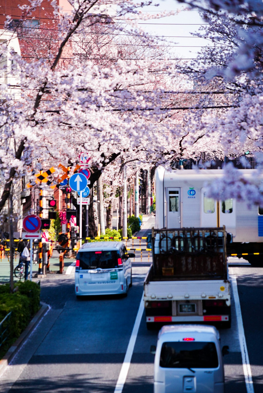 桜並木のある都市の通りを走る車とバスの風景
