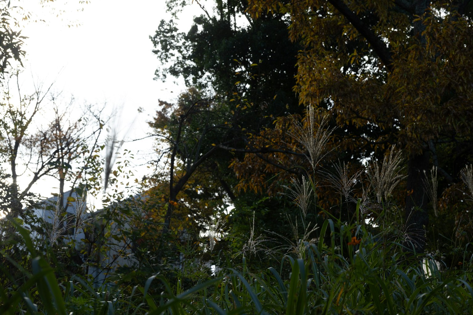 Autumn landscape featuring colorful trees and grass