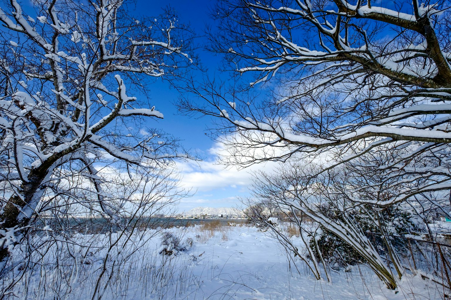 冬季风景，雪覆盖的树木和蓝天