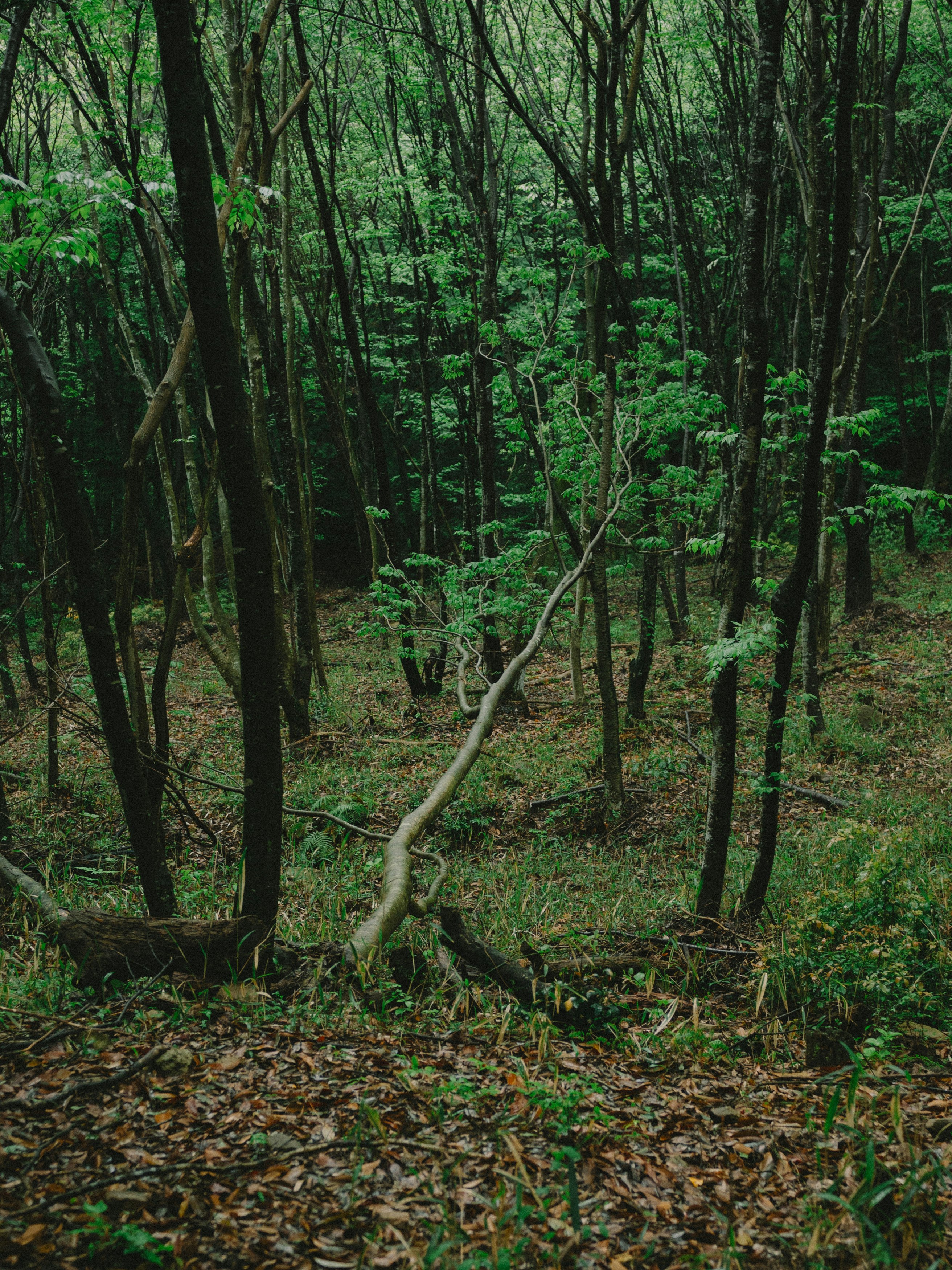 緑の木々が生い茂る森の小道