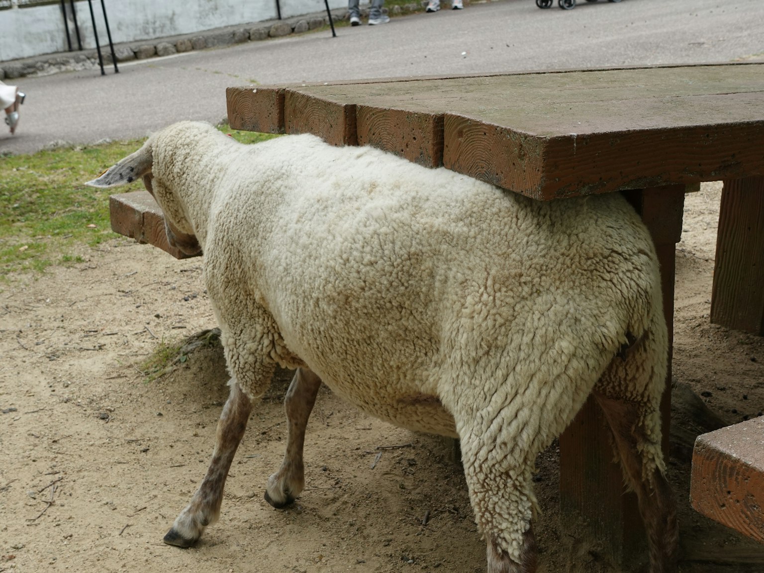 A sheep walking under a wooden platform