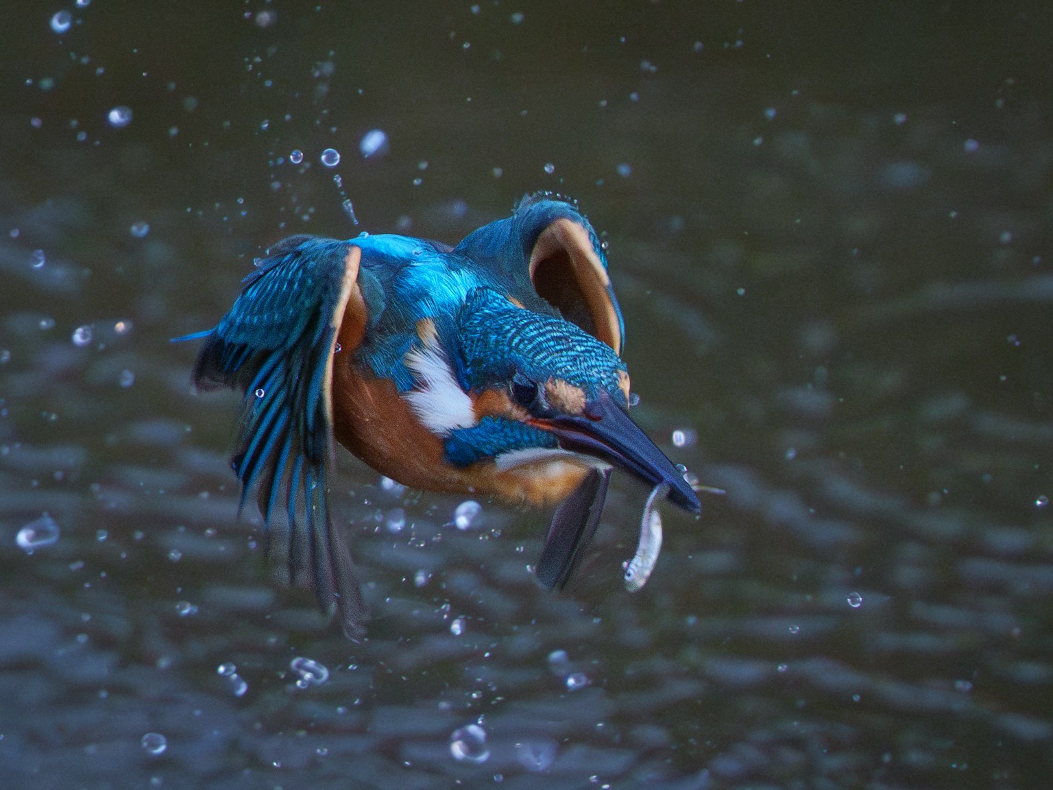 Un vivace re del pesce blu che si tuffa in acqua per catturare un pesce
