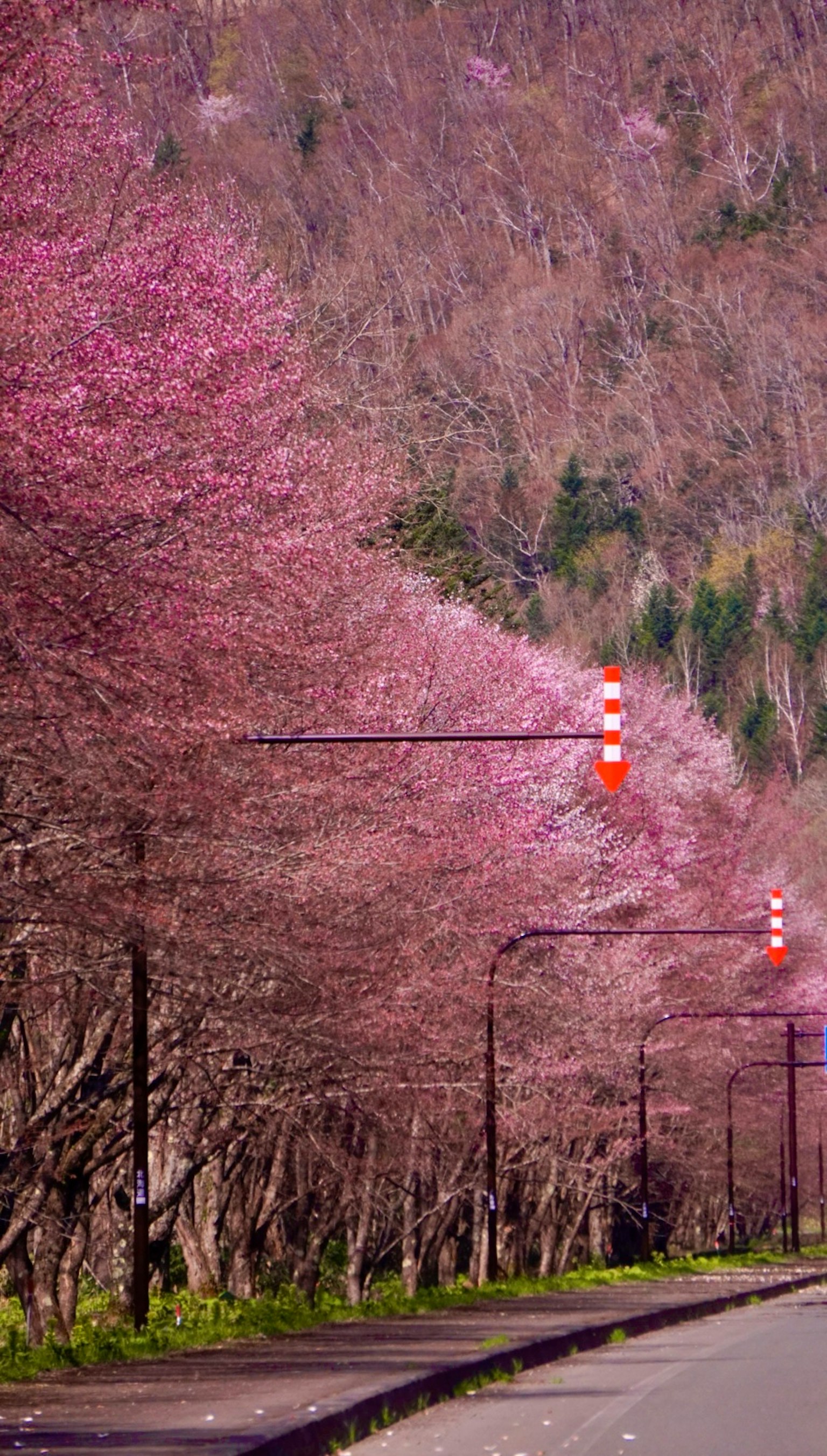 櫻花樹沿路而立，紅色交通信號燈