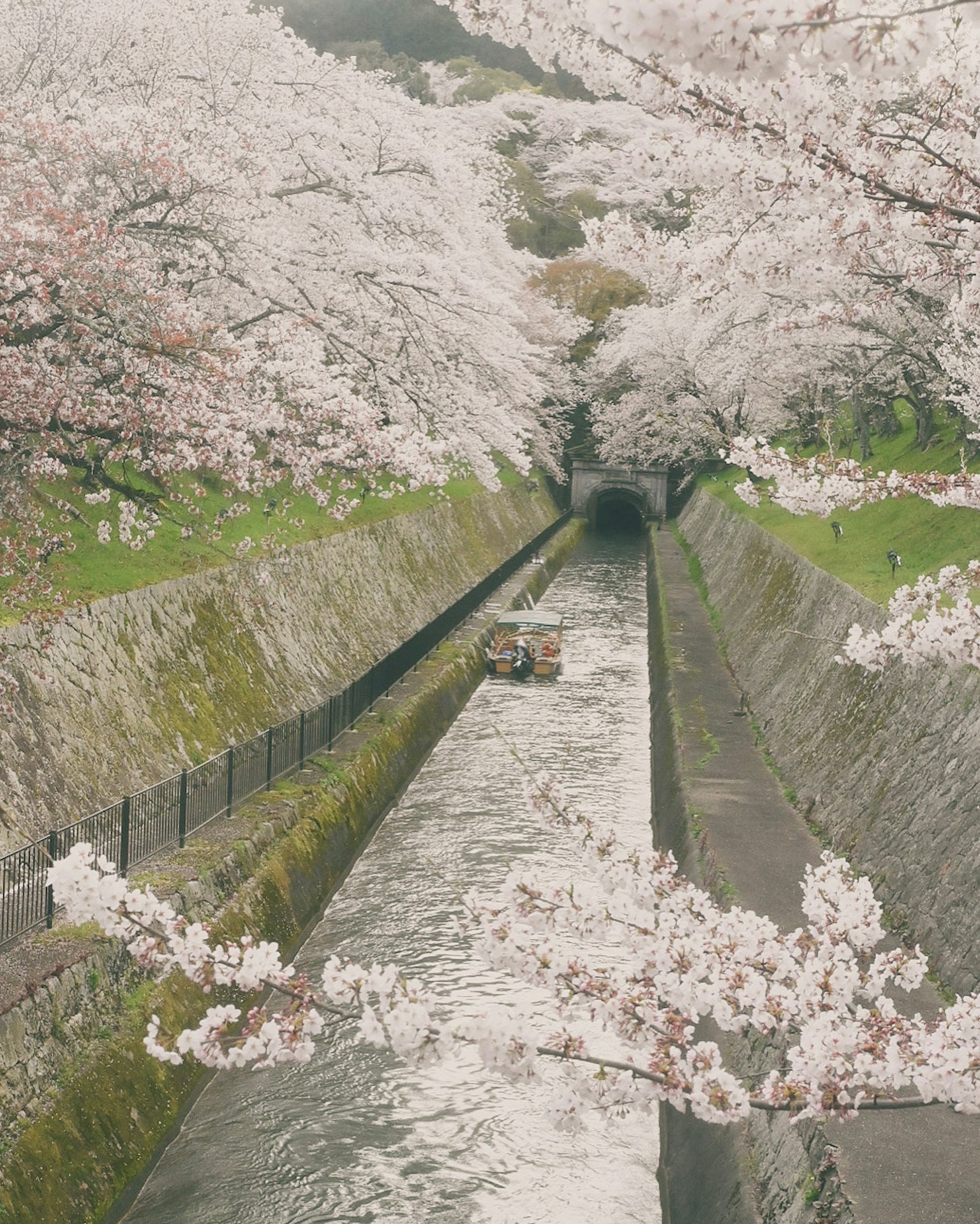 Sebuah perahu kecil berlayar di saluran tenang yang dikelilingi pohon sakura