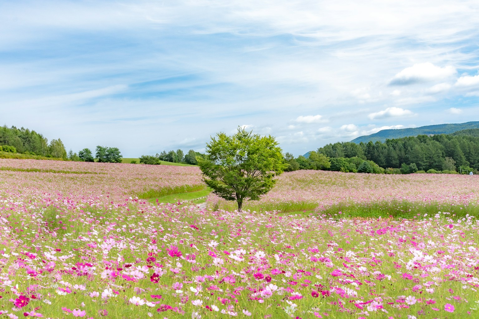 Un campo di fiori di cosmos in fiore sotto un cielo blu con un albero singolo