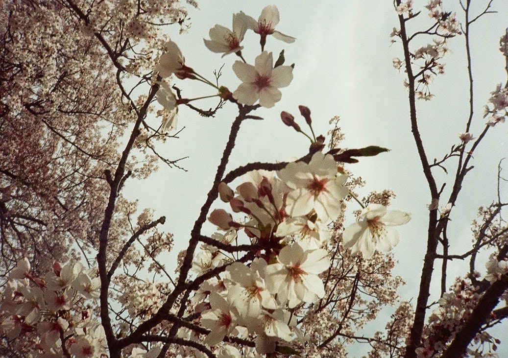 桜の花が咲く枝と空の見上げショット