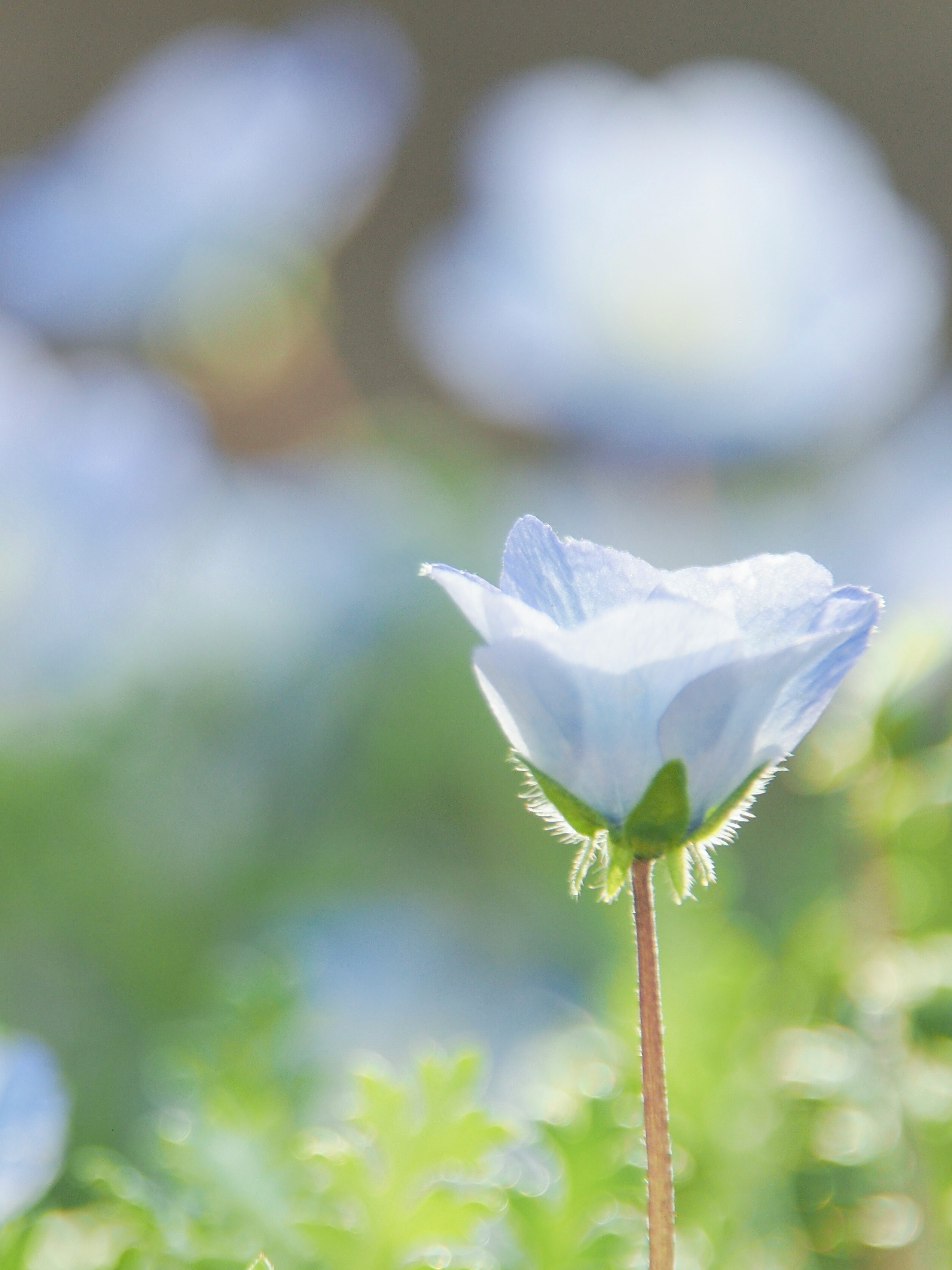 Close-up bunga nemophila biru