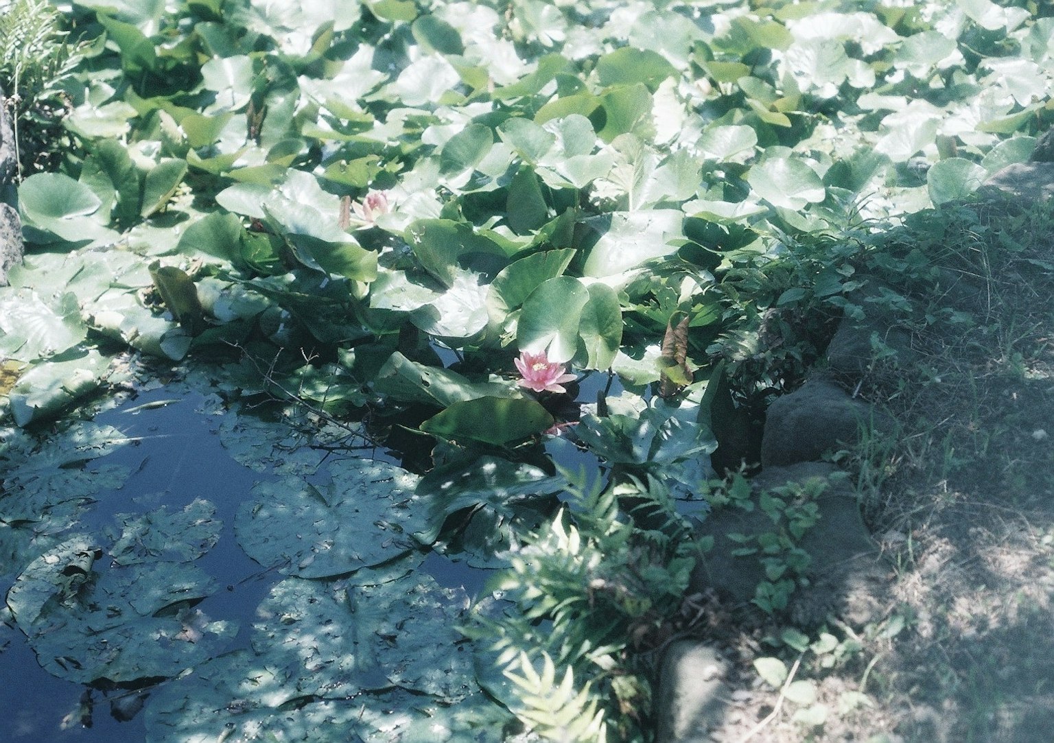 Hojas de loto flotando en un estanque con una flor