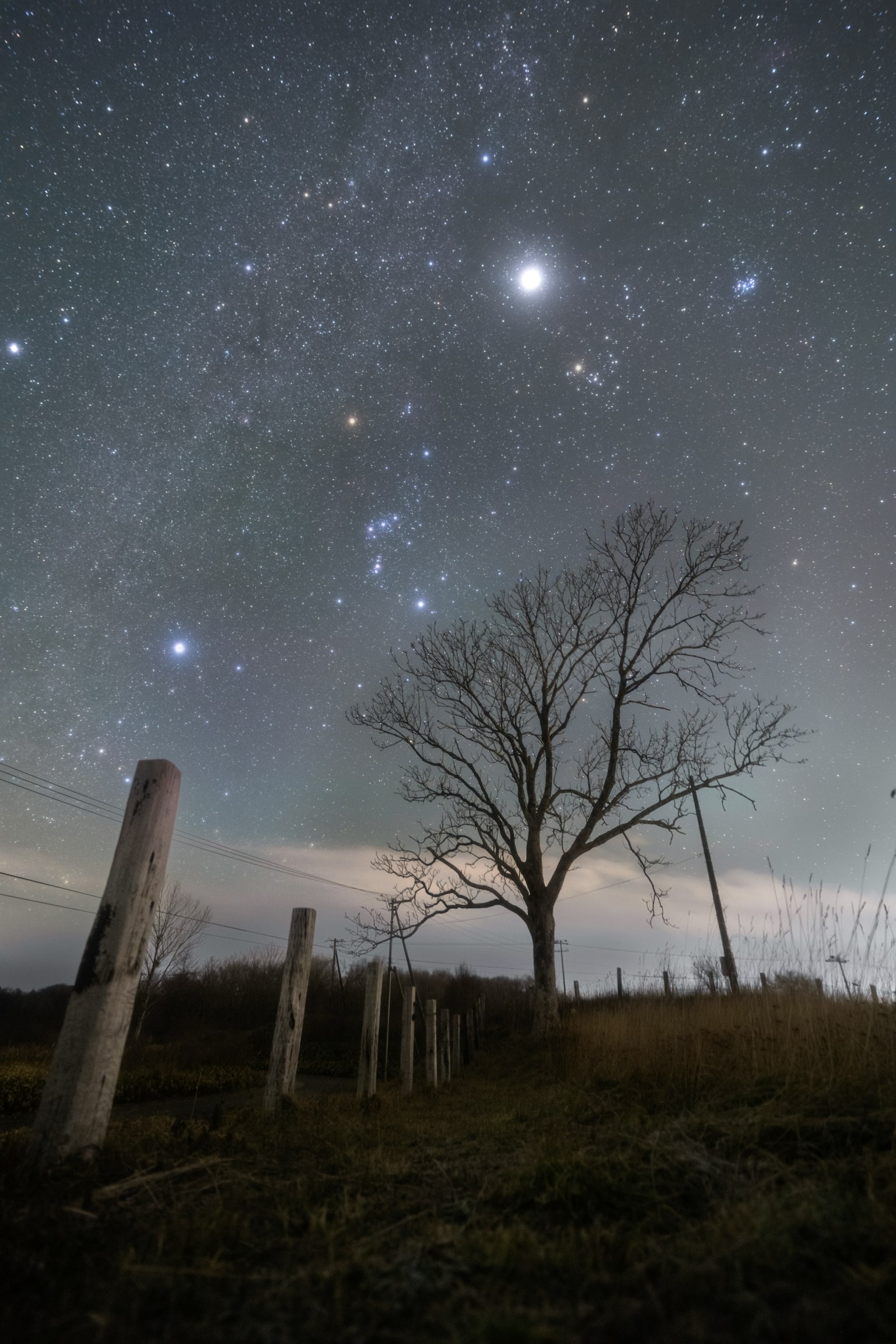 Un albero solitario sotto un cielo stellato con vecchi pali
