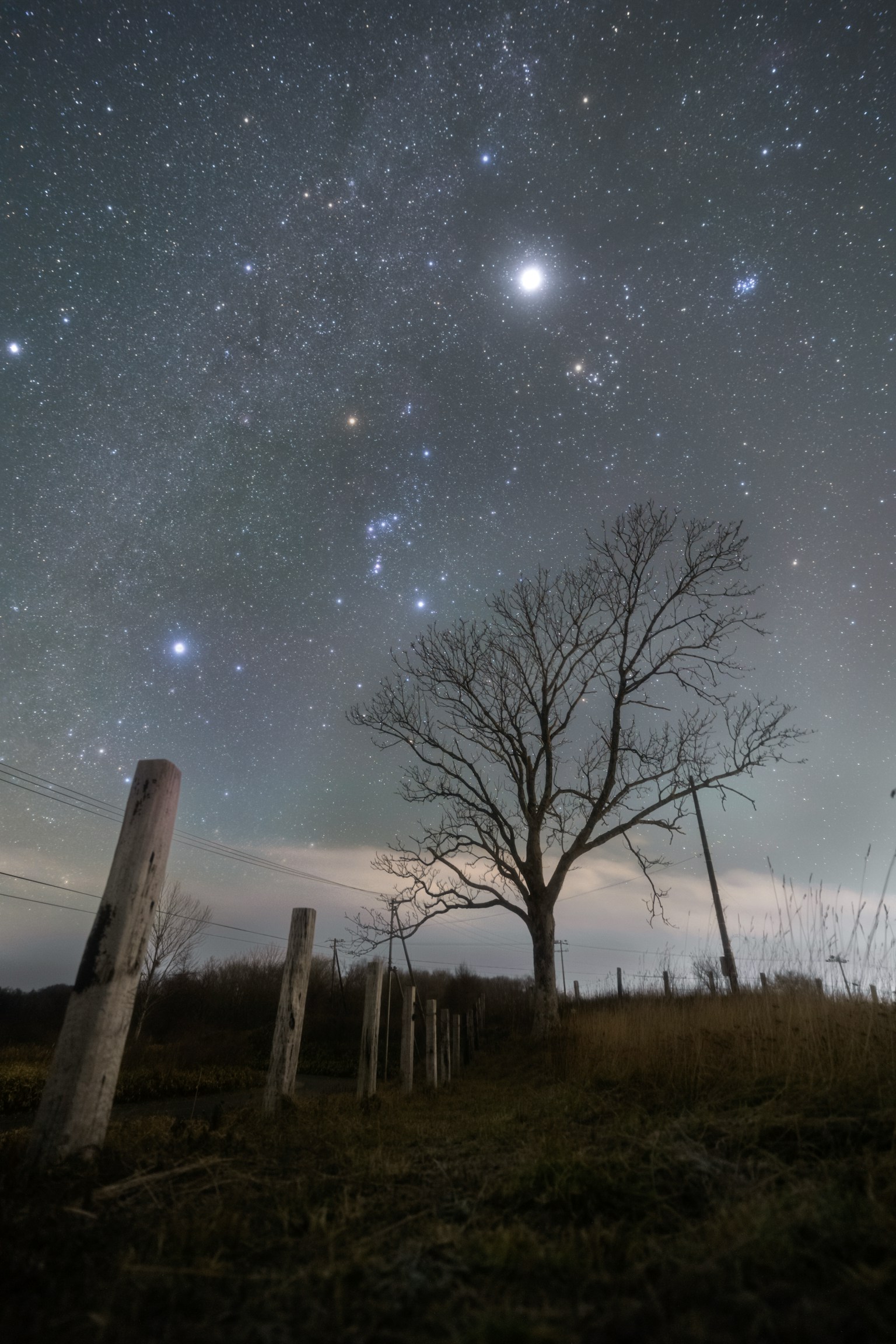 Un albero solitario sotto un cielo stellato con vecchi pali