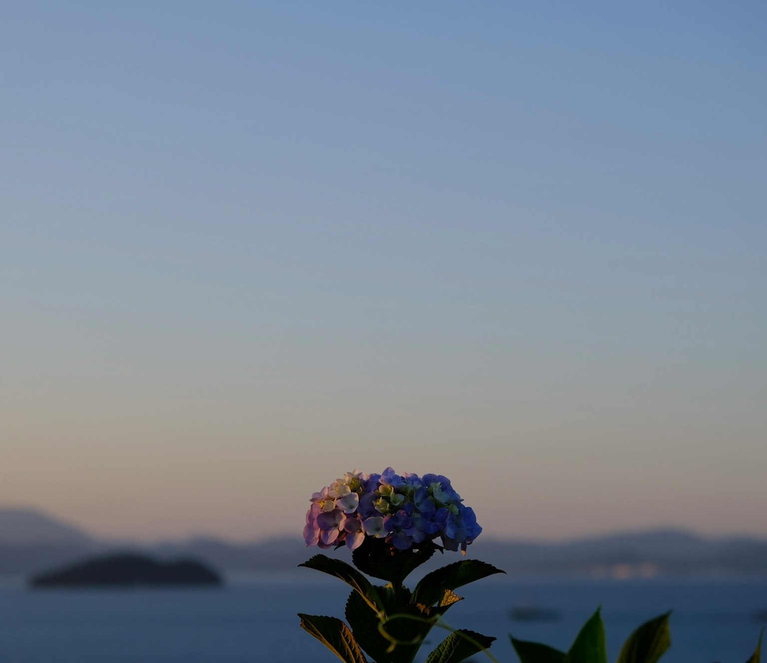 一株紫色花卉在宁静的海洋背景前