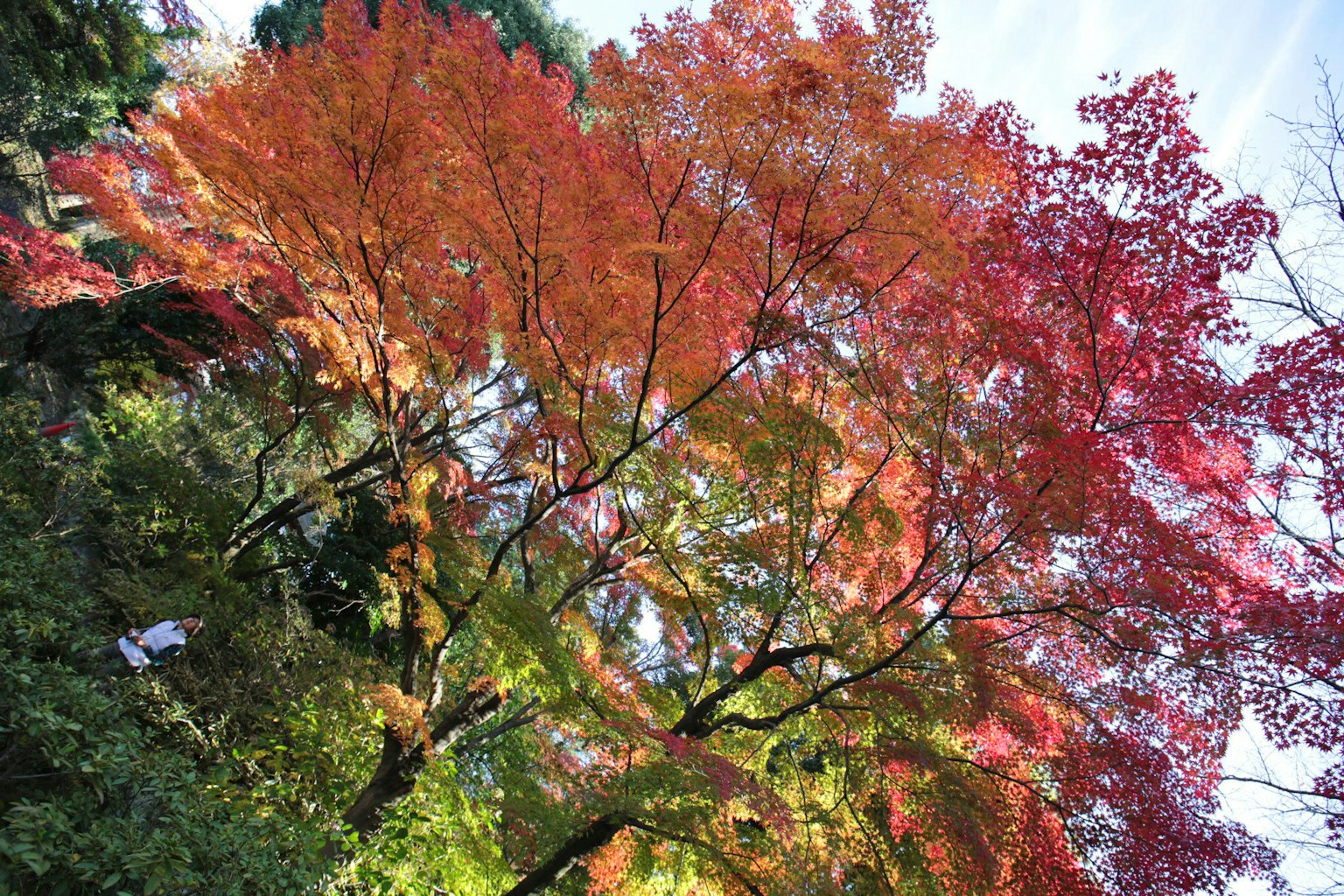 Foglie autunnali vibranti con colori vivaci che si estendono verso il cielo