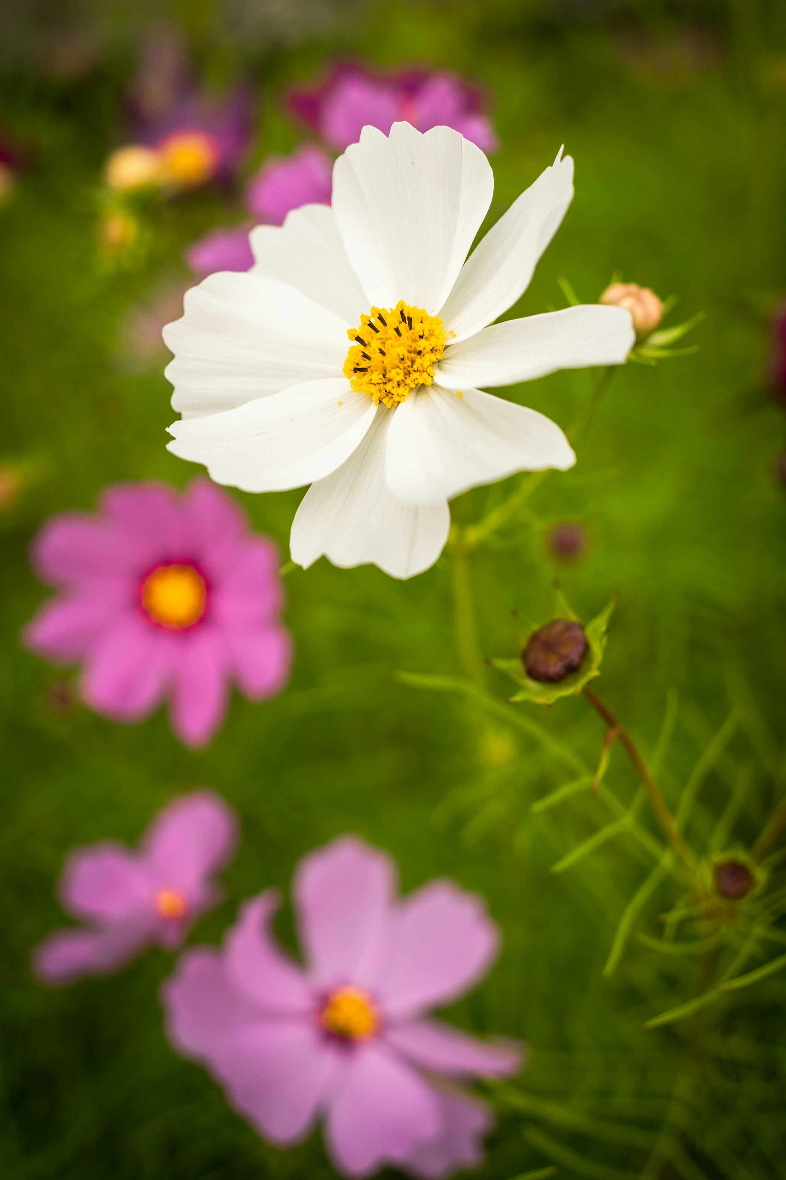 白いコスモスの花とボケたピンクの花畑