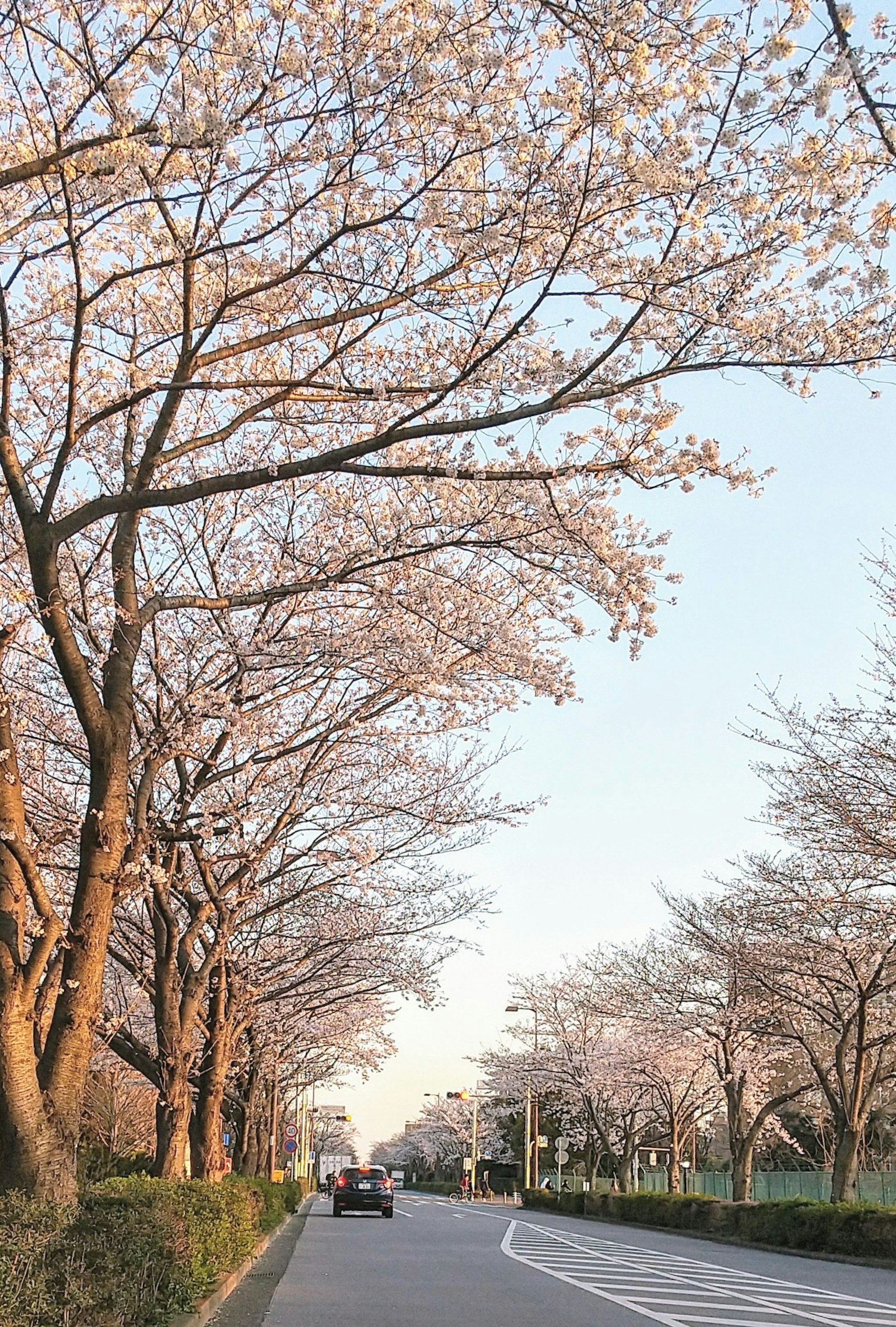 벚꽃 나무가 늘어선 도로
