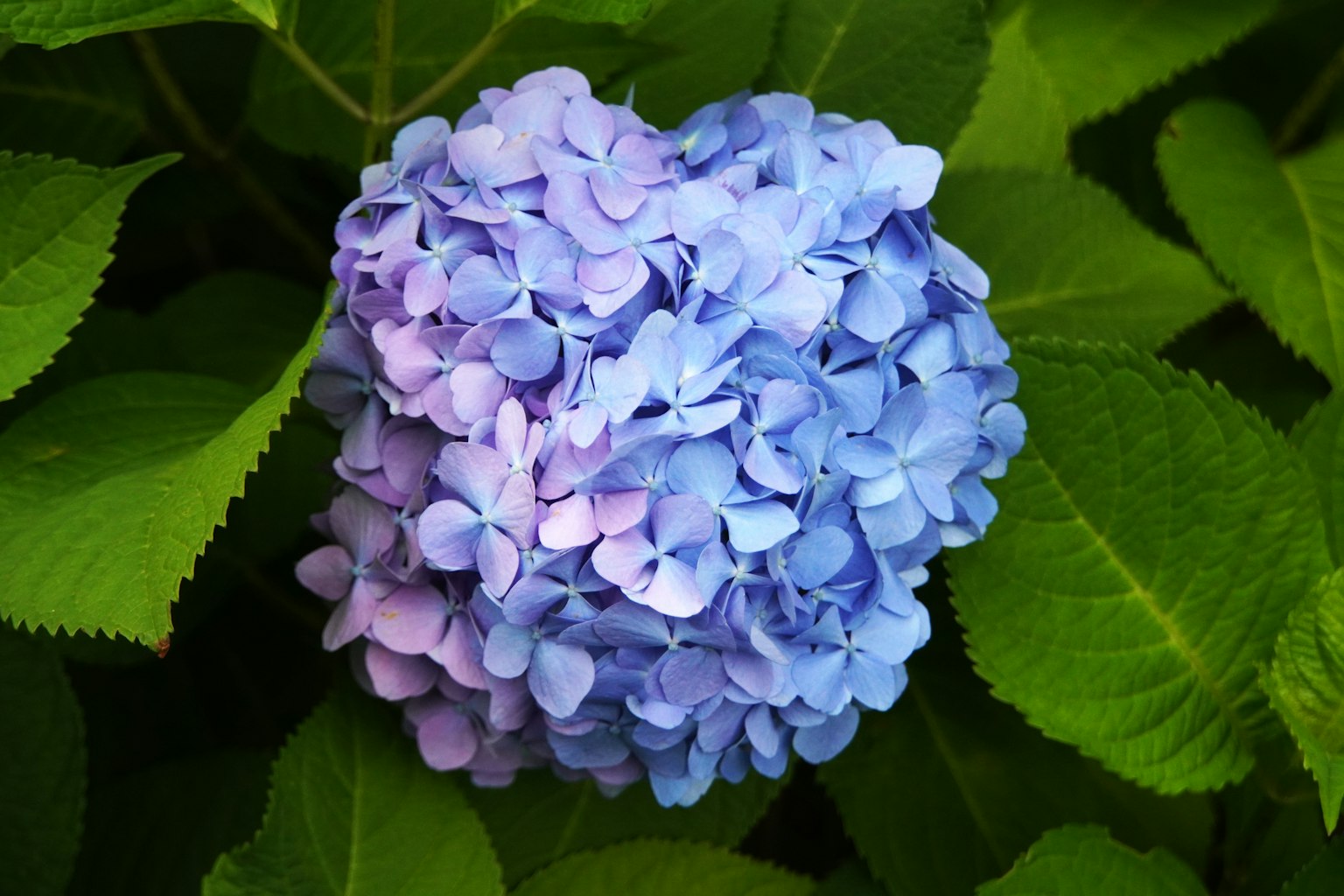 一朵蓝紫色的绣球花在绿色叶子中盛开