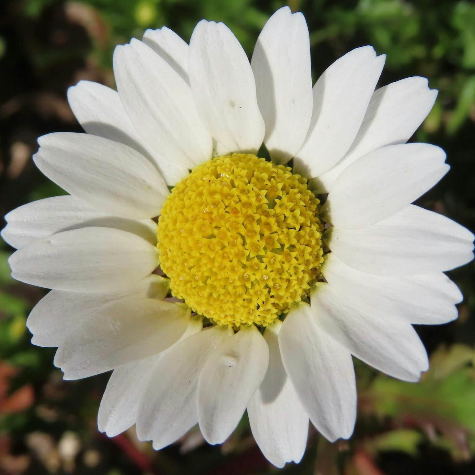 Close-up of a daisy with white petals and a yellow center