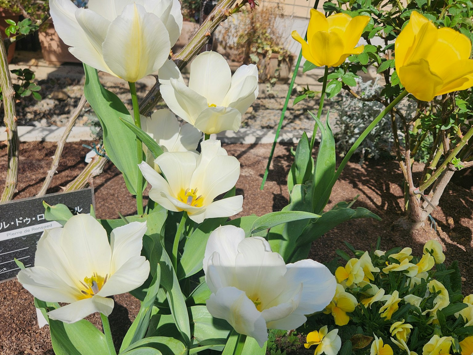 Tulipanes blancos y flores amarillas floreciendo en un jardín