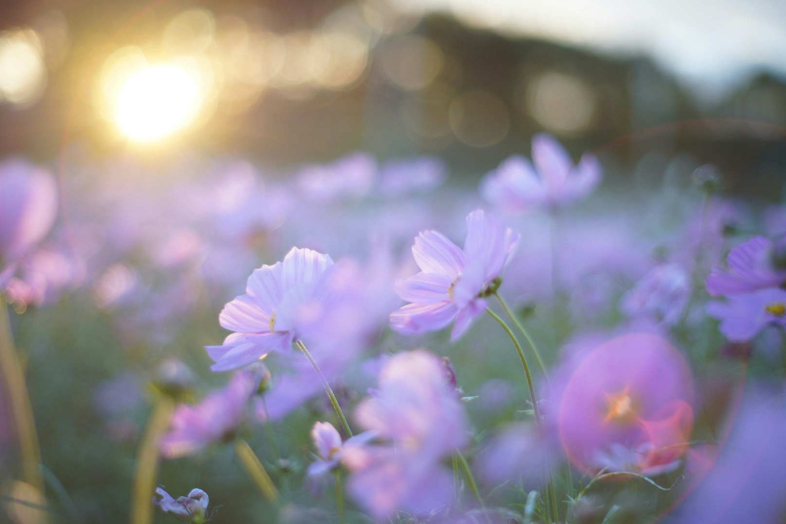 夕阳下的秋桜花海