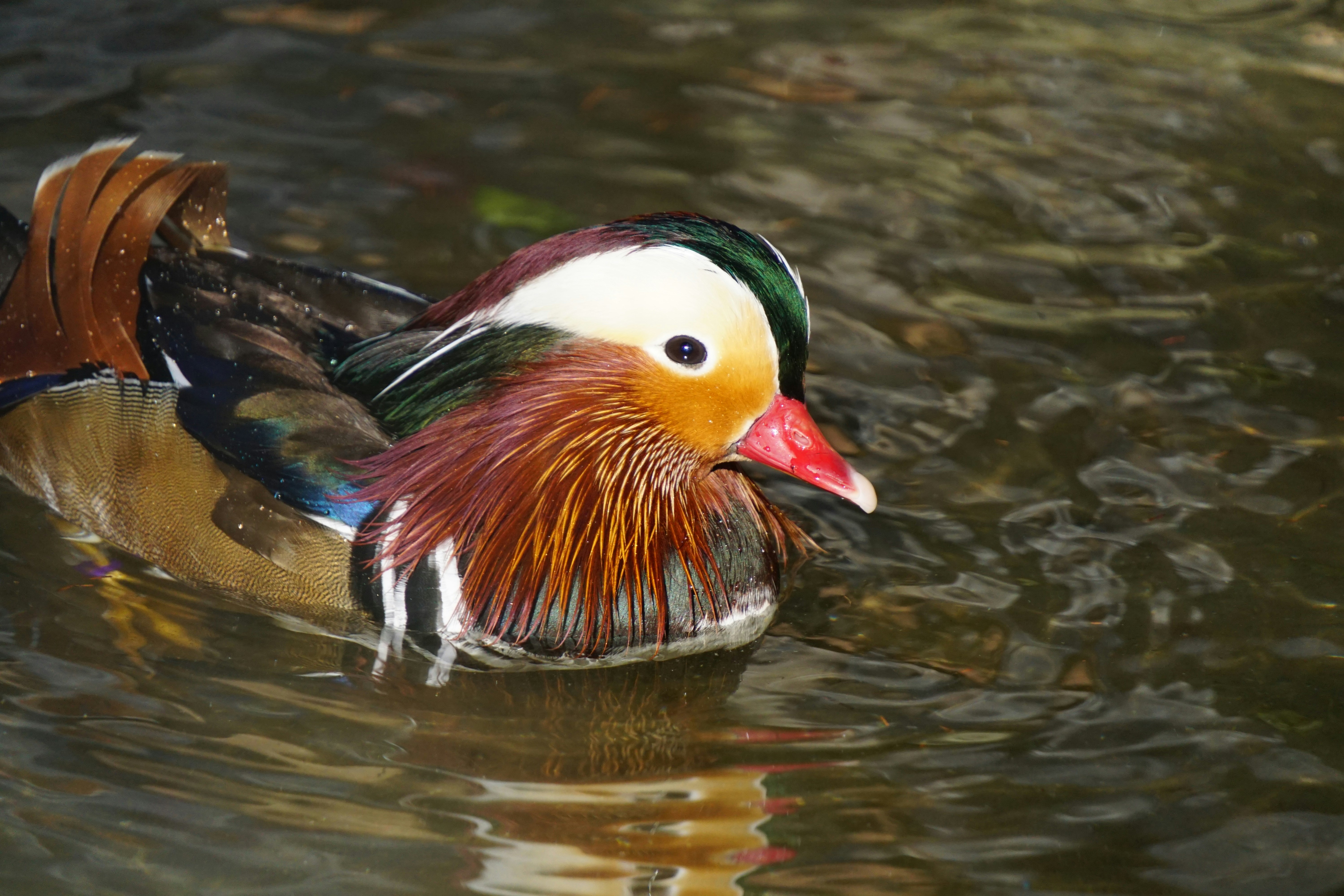 männliche Mandarinente schwimmt auf dem Wasser