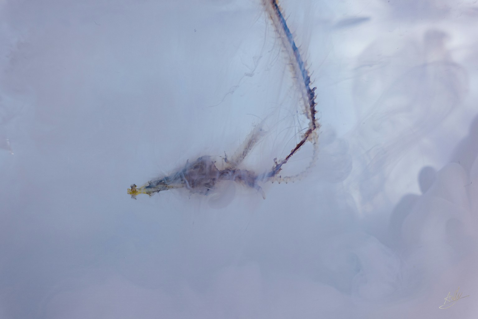 Unknown object floating in water with intricate lines