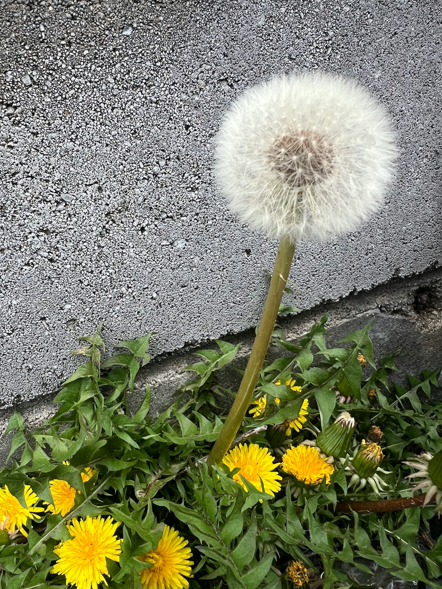 Puffball de pissenlit blanc à côté de fleurs jaunes devant un mur en béton