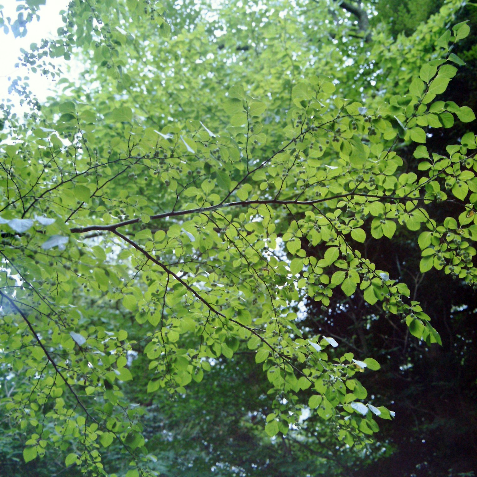 Close-up of a tree branch with lush green leaves
