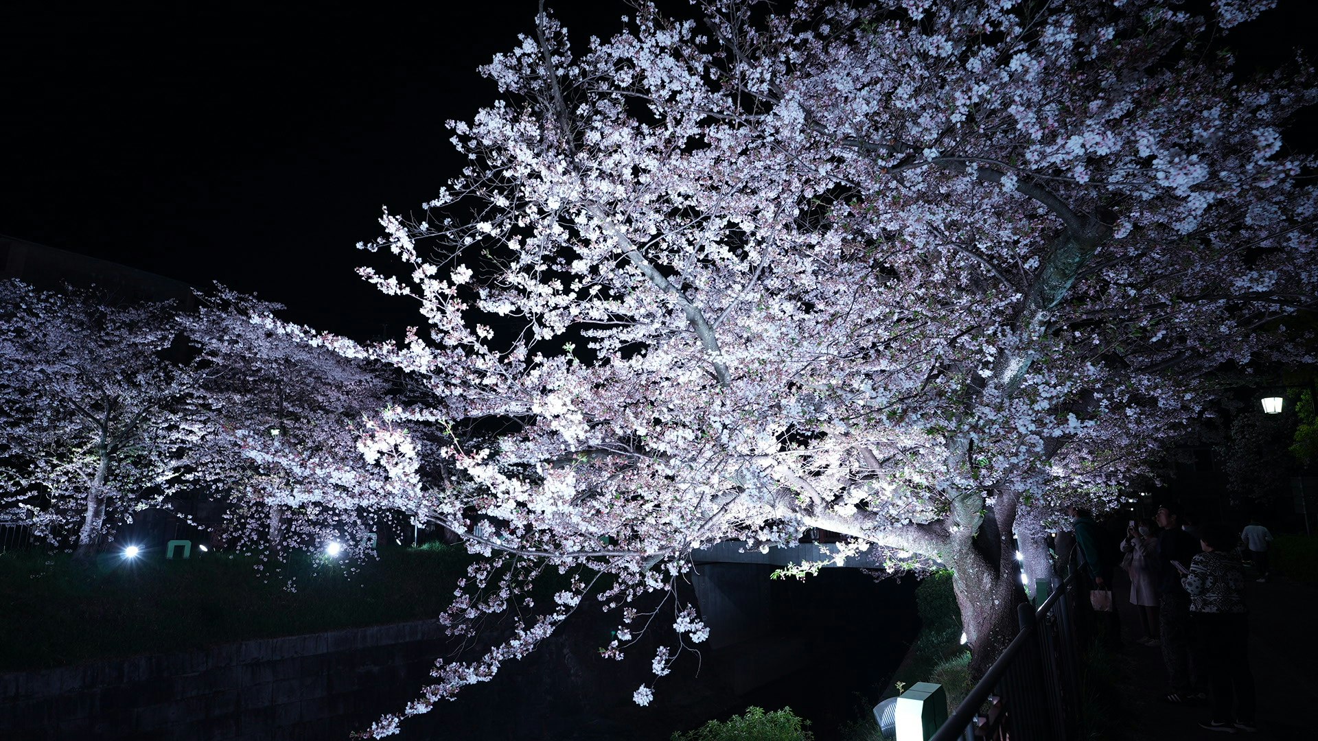 夜の桜並木のライトアップ