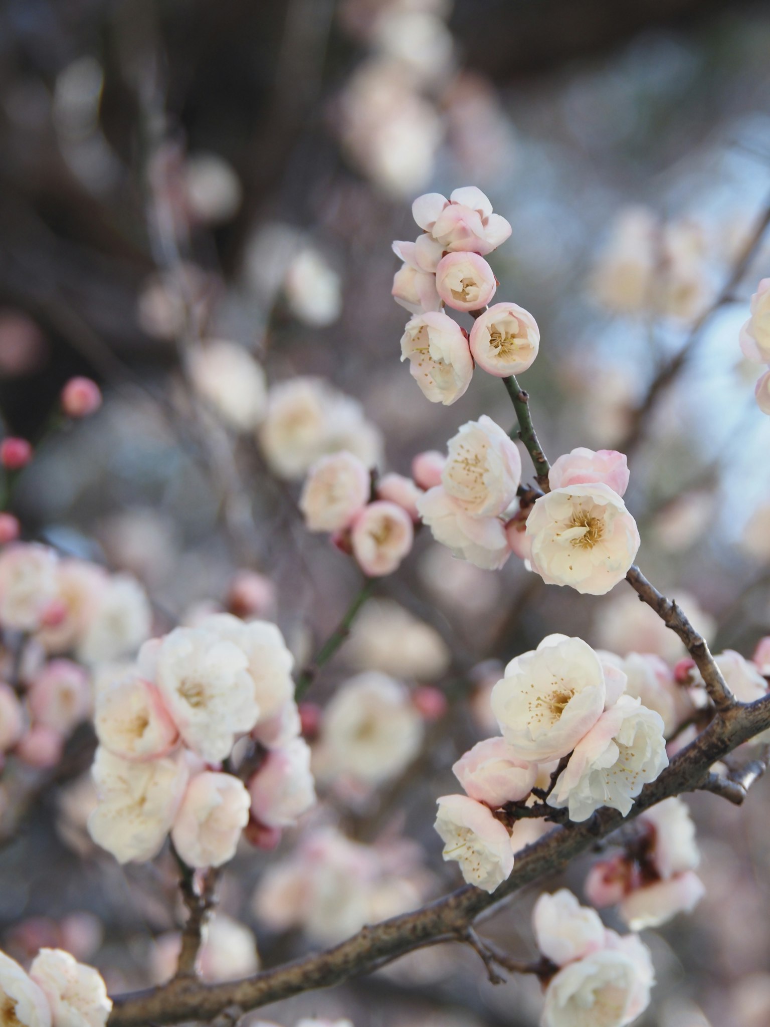Gros plan de branches avec des fleurs roses et blanches douces