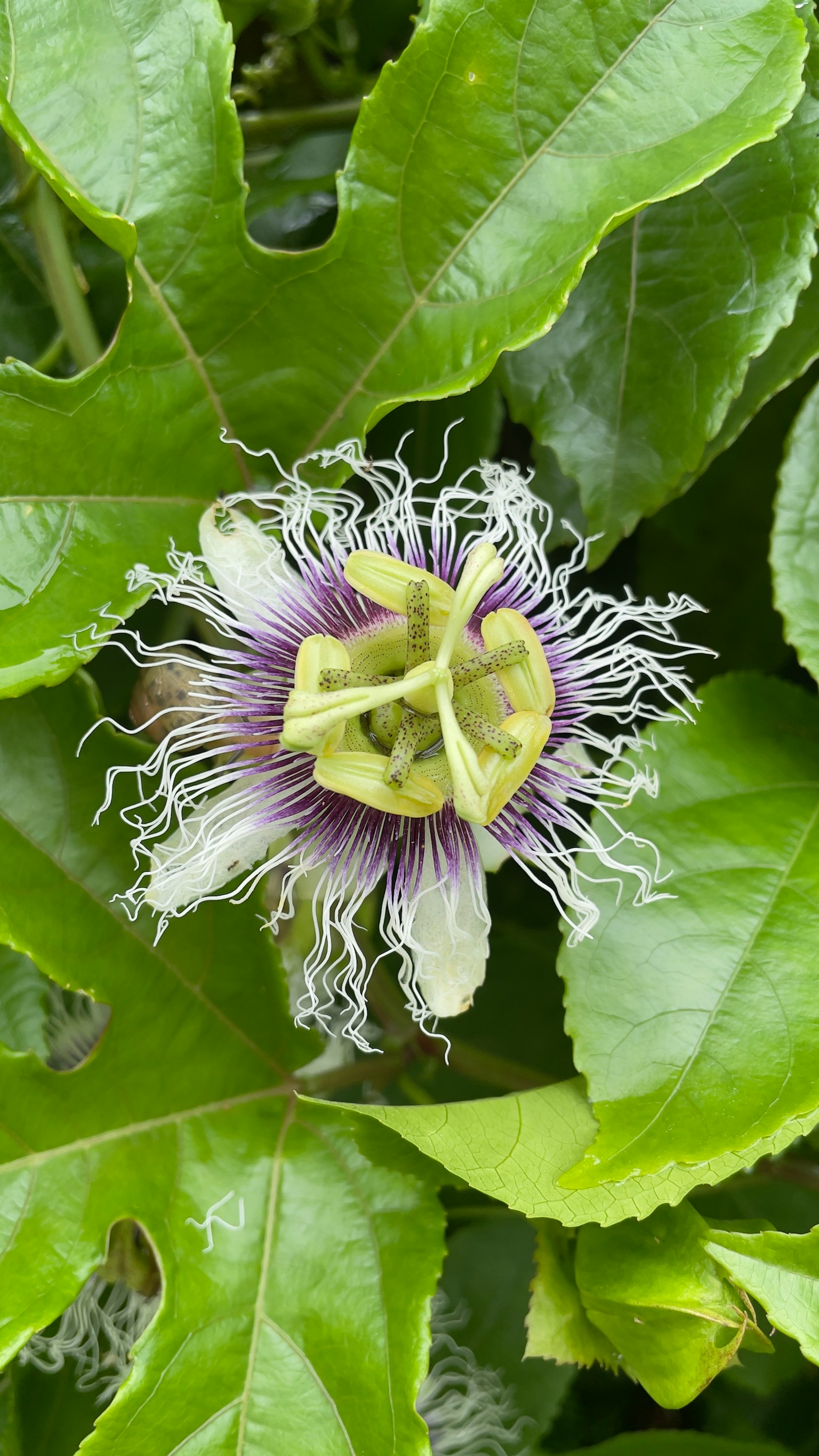 Purple petaled passion flower with long white fringes surrounded by green leaves