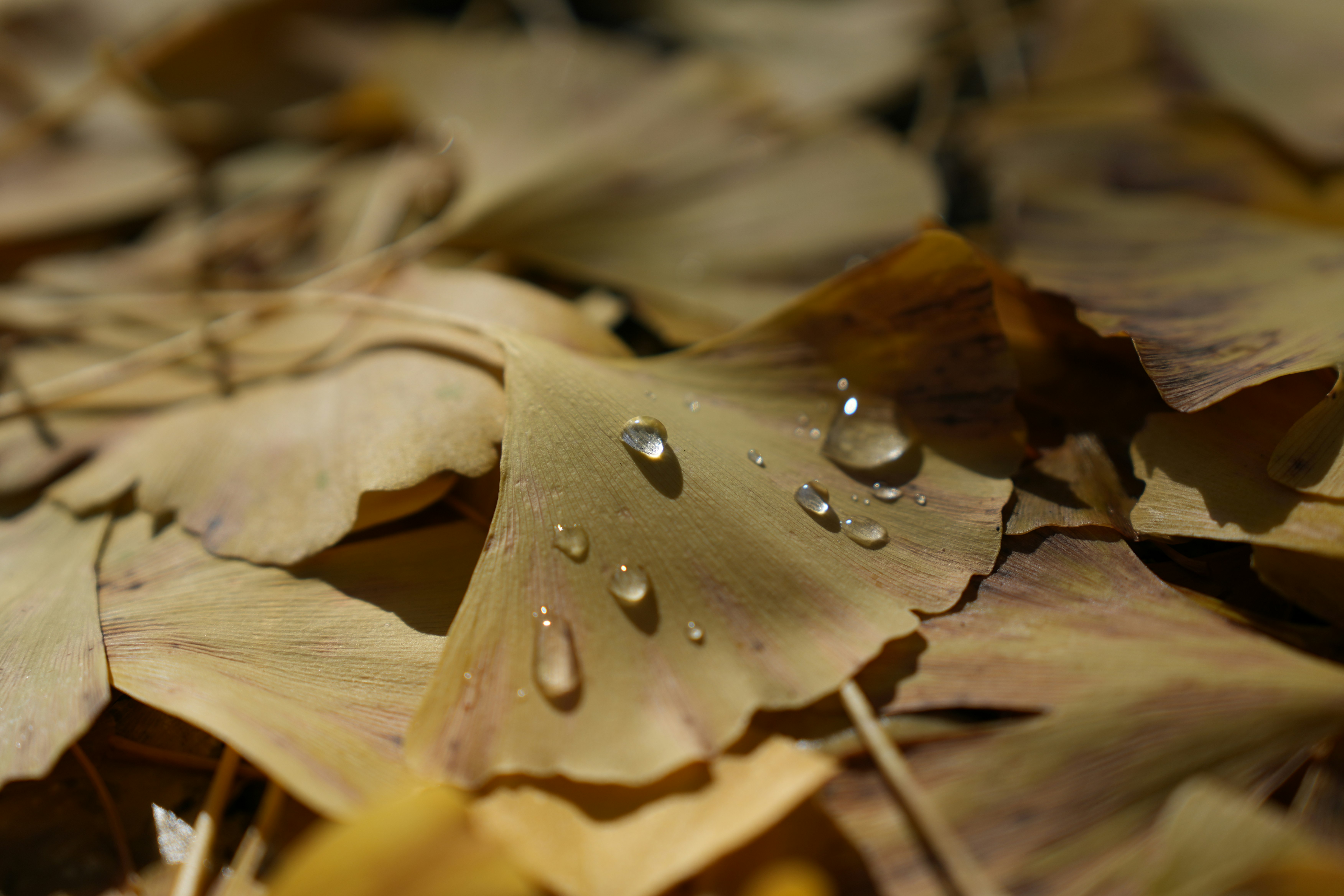 雨粒のついた落ち葉の上に広がる花びら