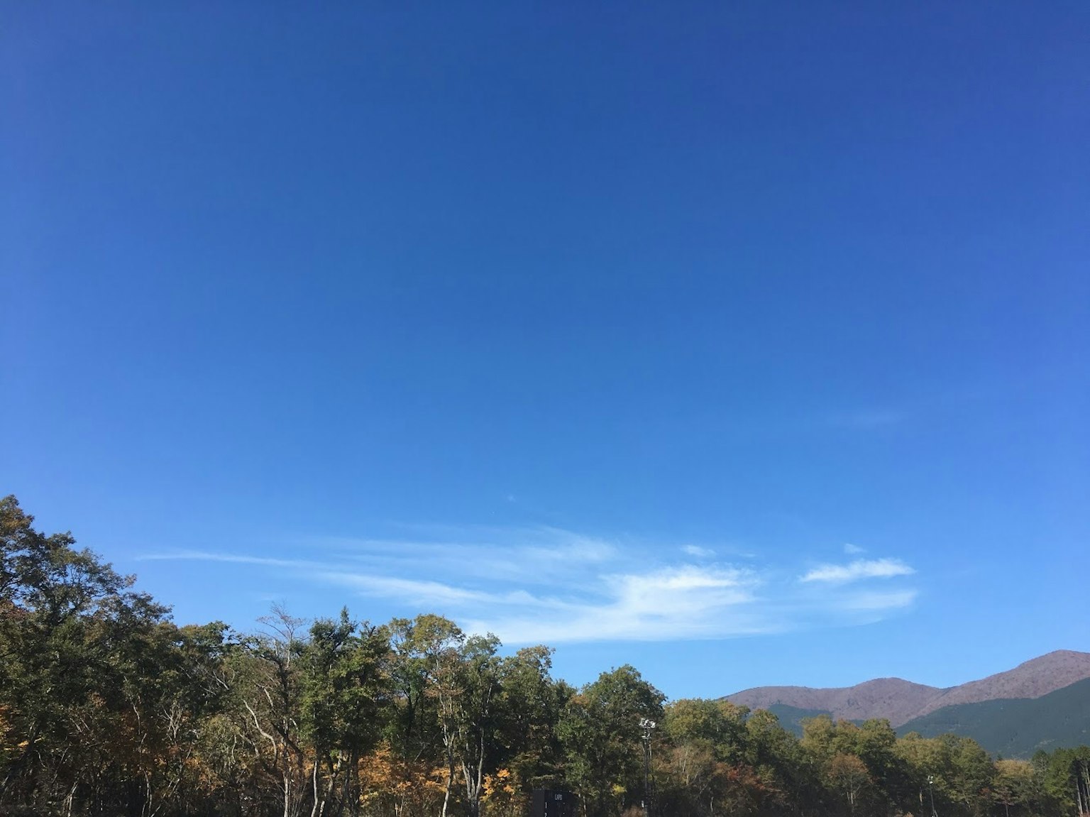 Cielo blu chiaro con alberi verdi