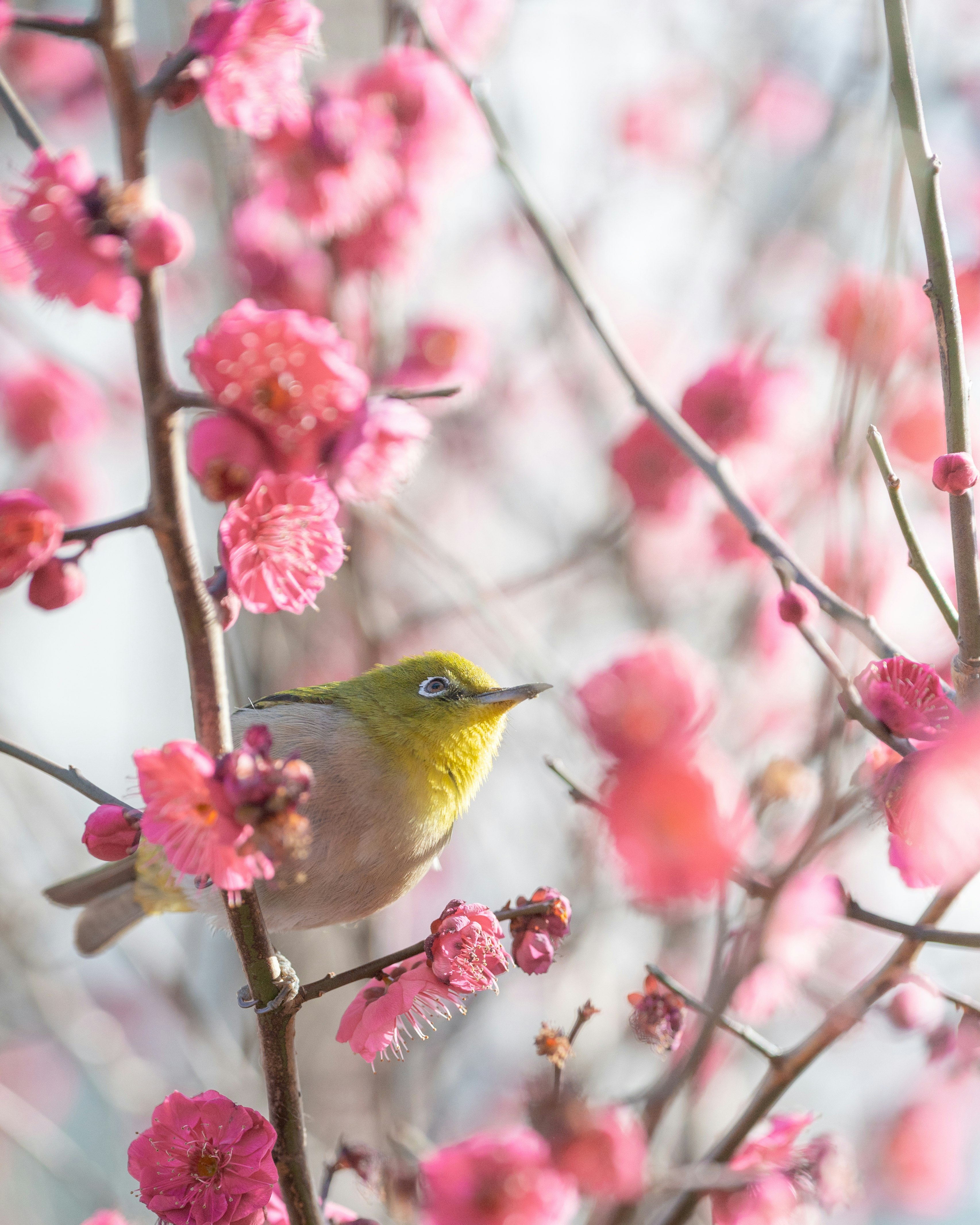 東京の梅の花にとまるメジロの姿