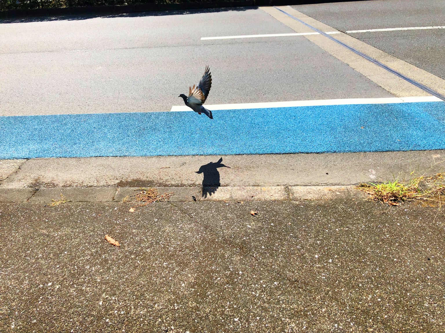 A bird flying above a blue line with its shadow on the ground